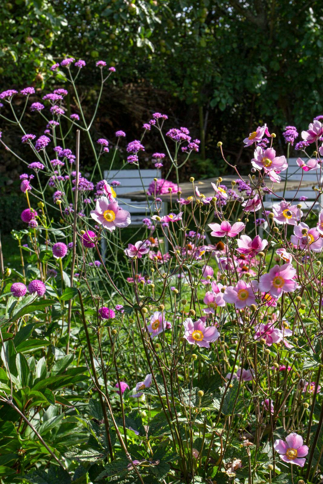 Høstanemone og kæmpejernurt.