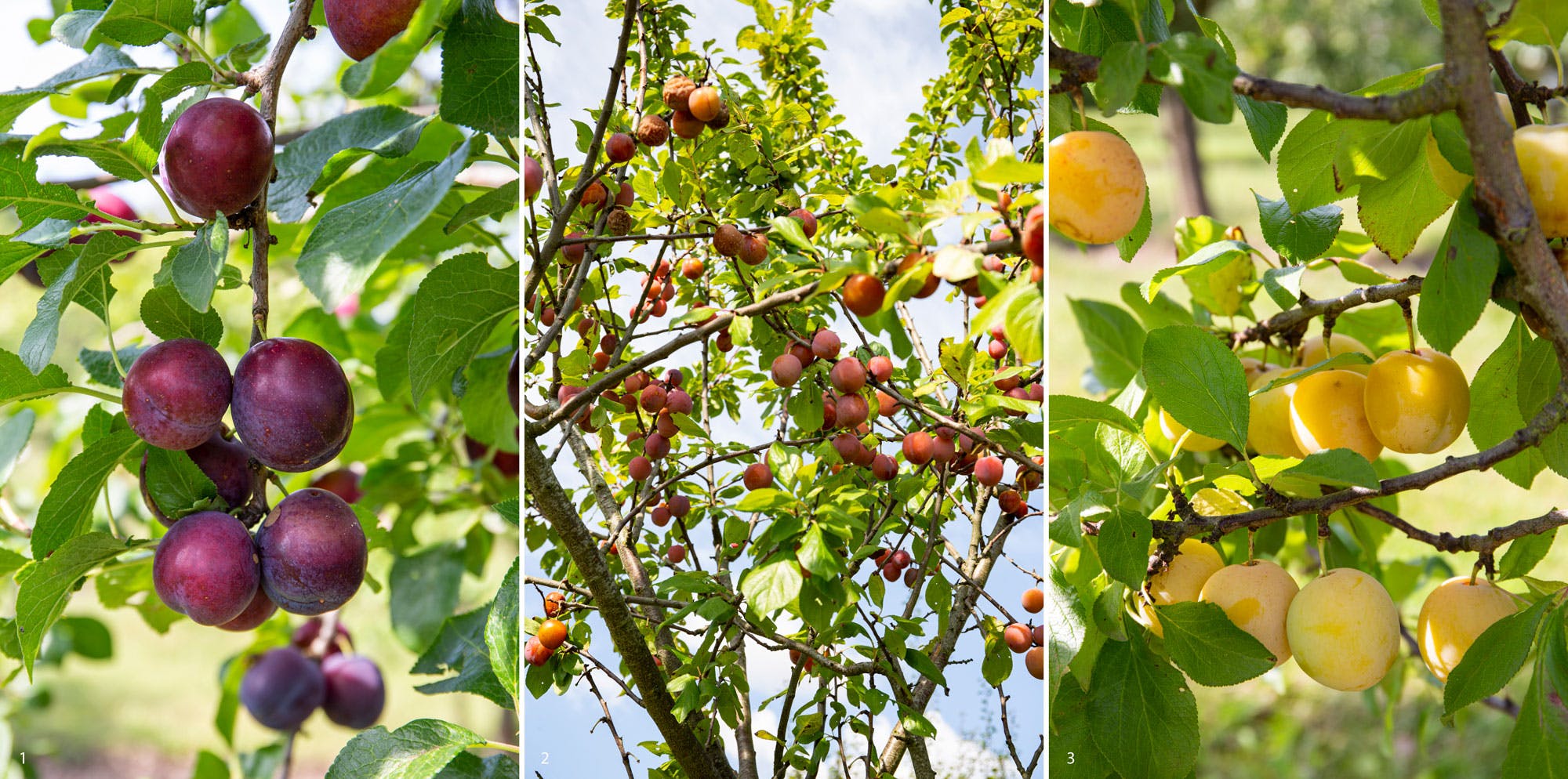 Sådan får du succes med blommer