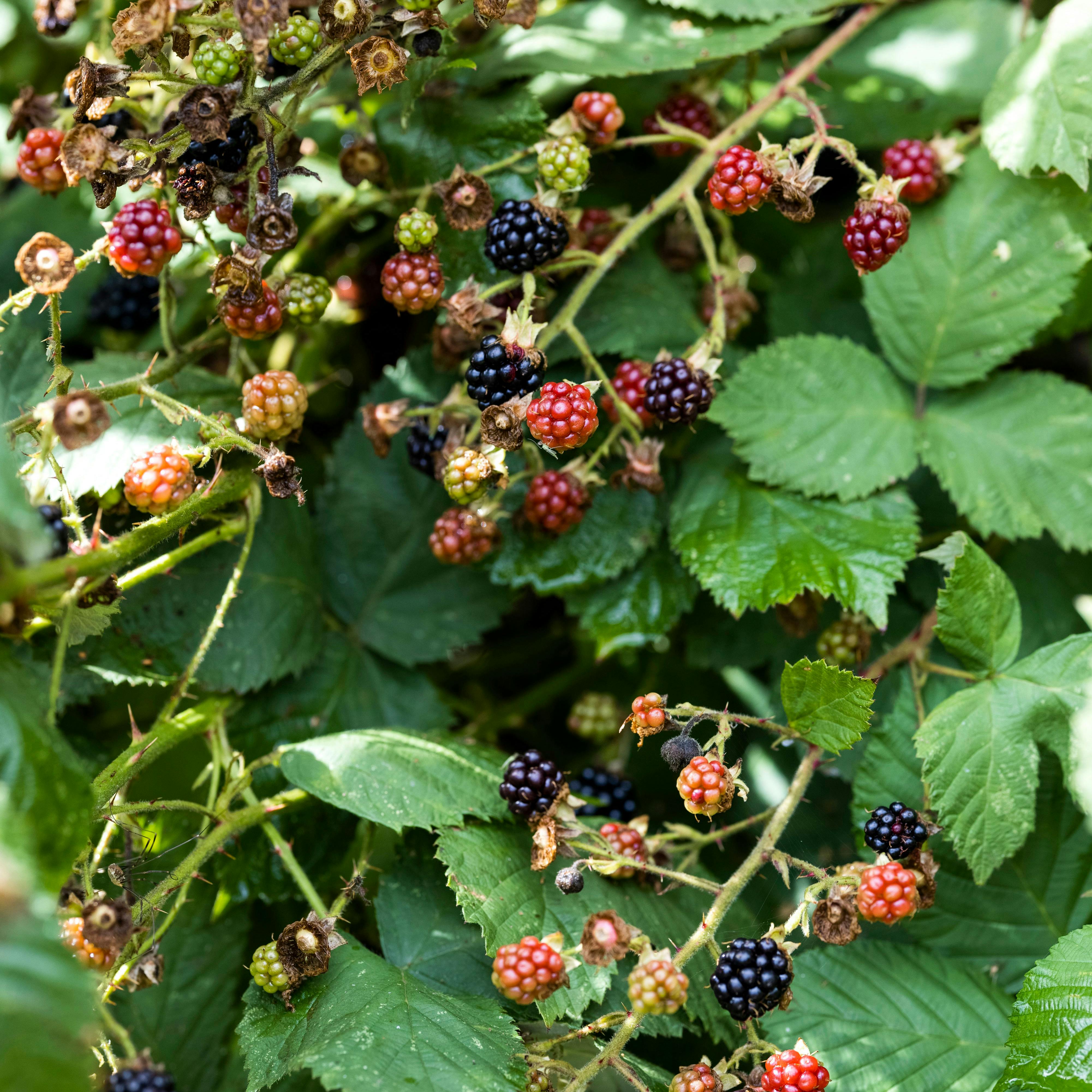 Der findes omkring 100 forskellige slags brombær i Danmark.