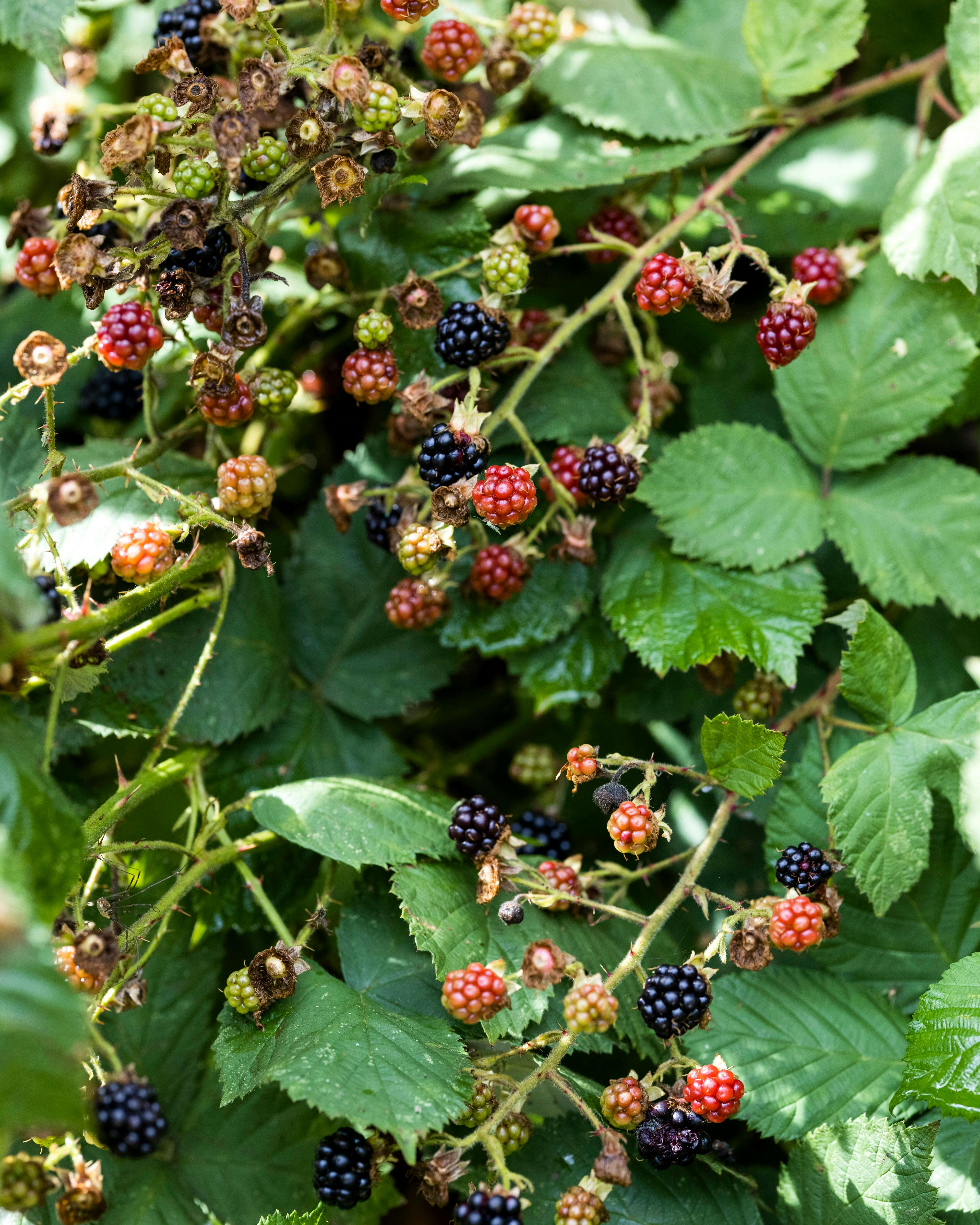 Dyrk brombær i haven