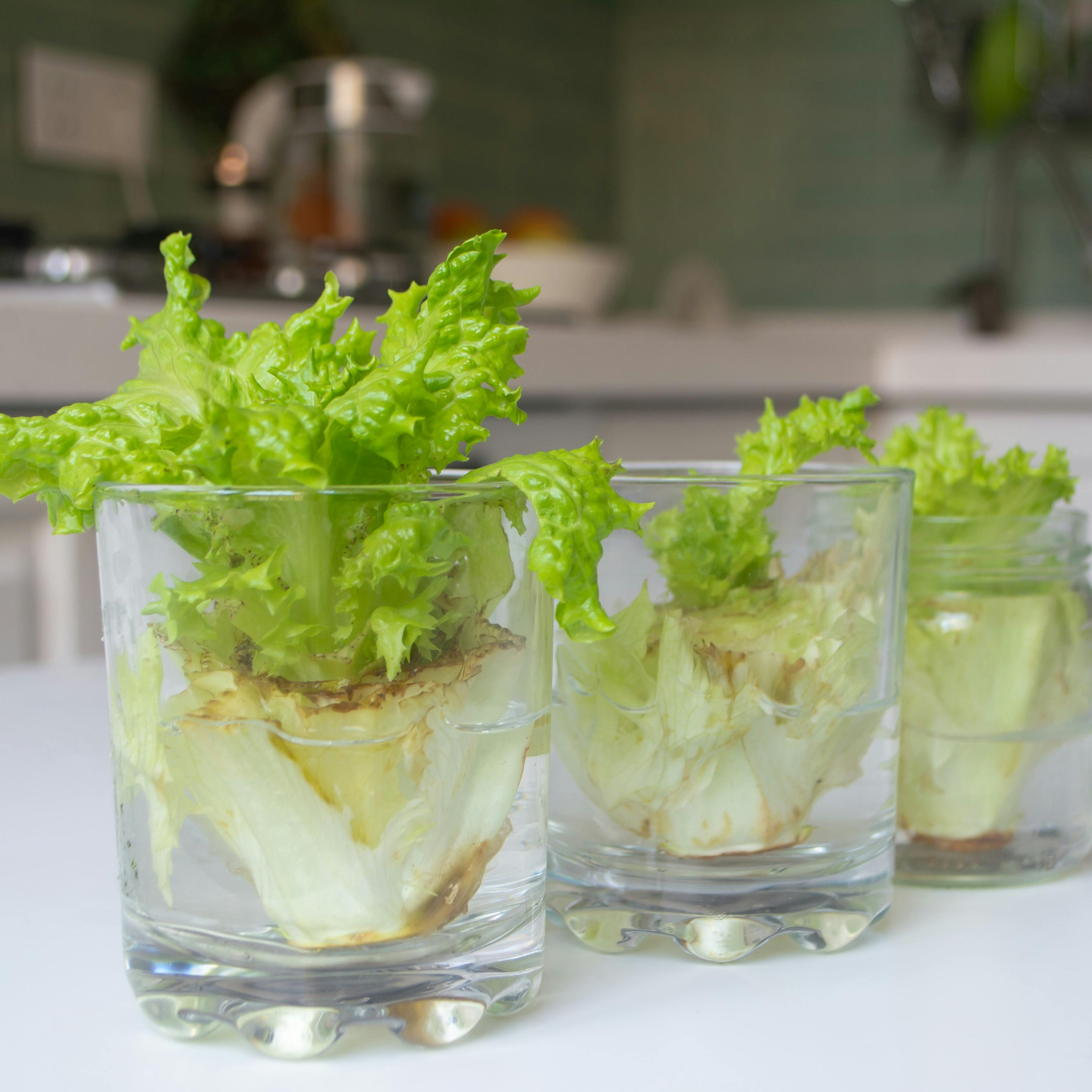 Gengro dine kasserede grøntsager