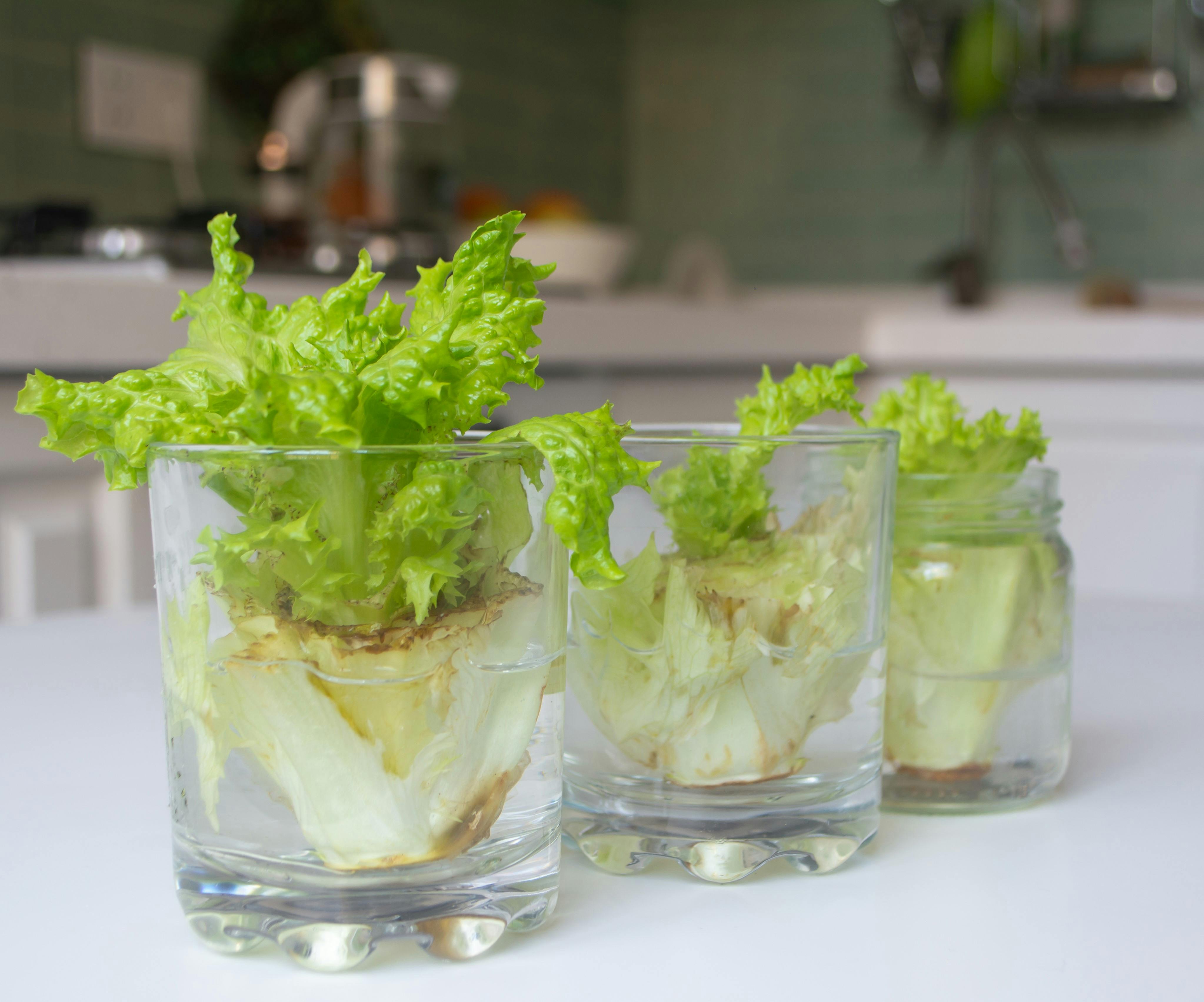 Gendyrkede grøntsager i glas