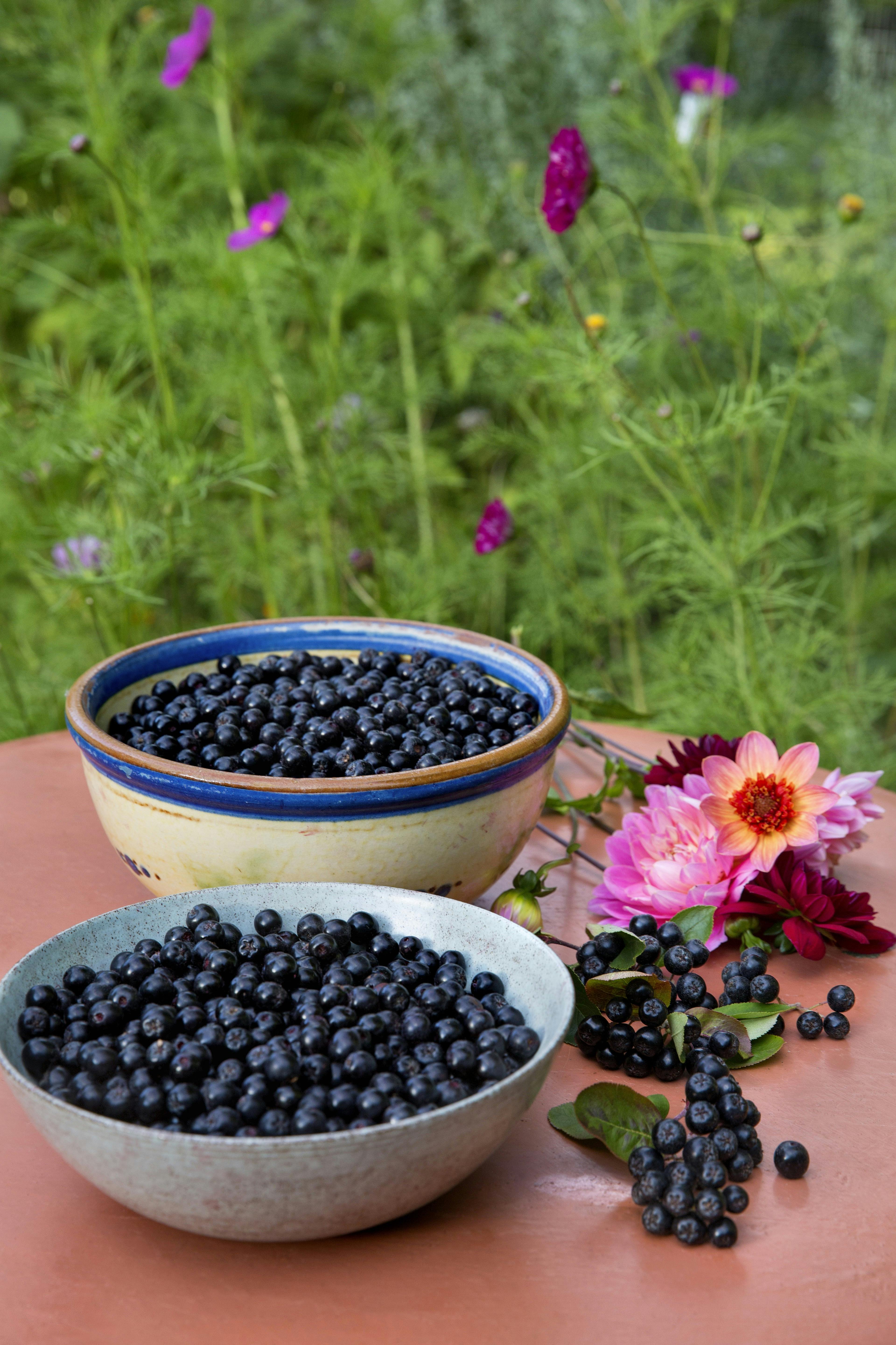 Aronia, sortfrugtet surbær