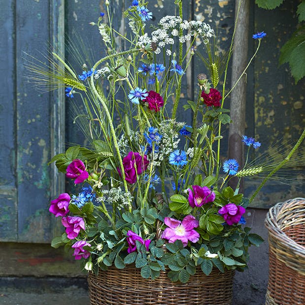 Plante i kurve. Det skal du være opmærksom på, når du planter i kurve og kasser.