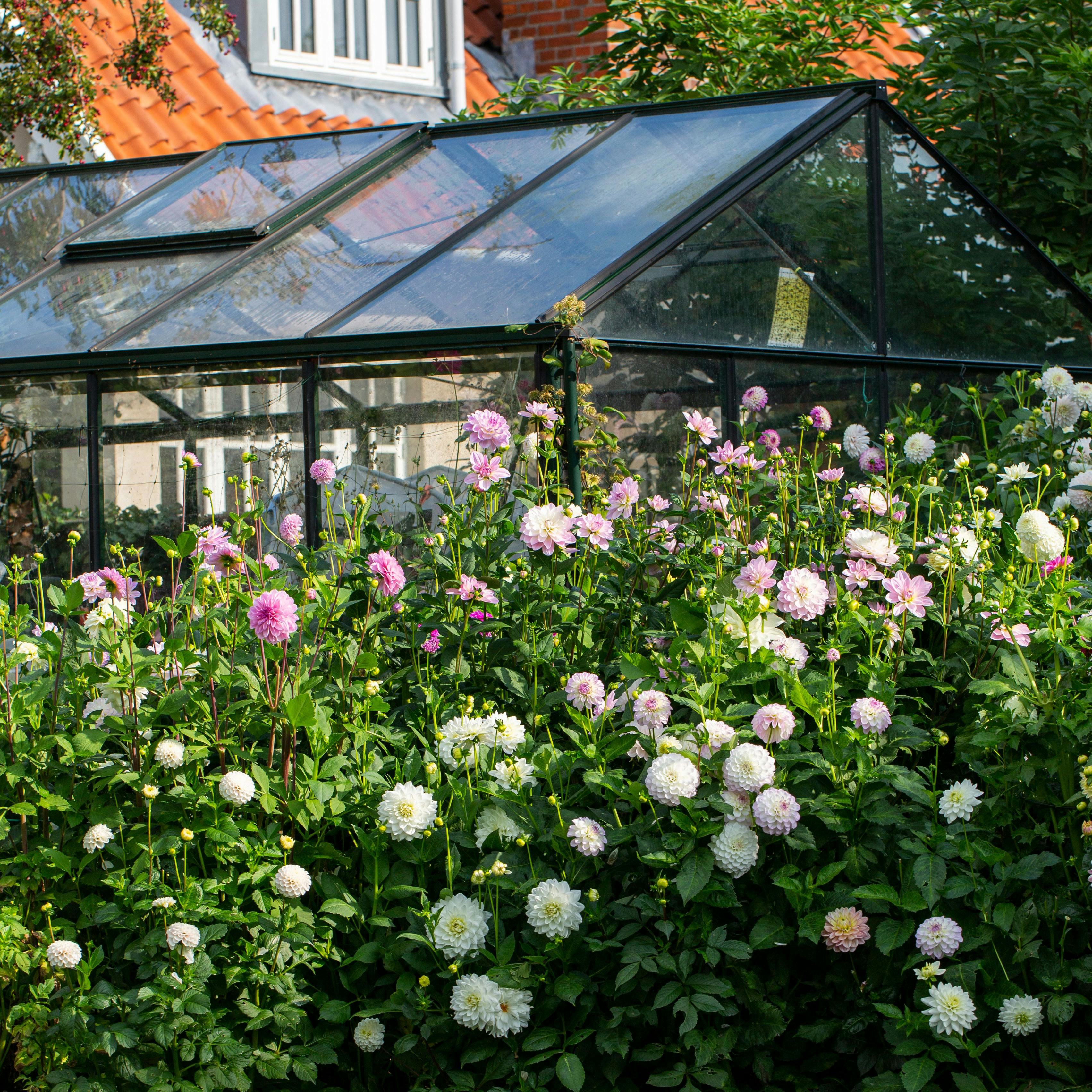 Dahlia i have foran drivhus