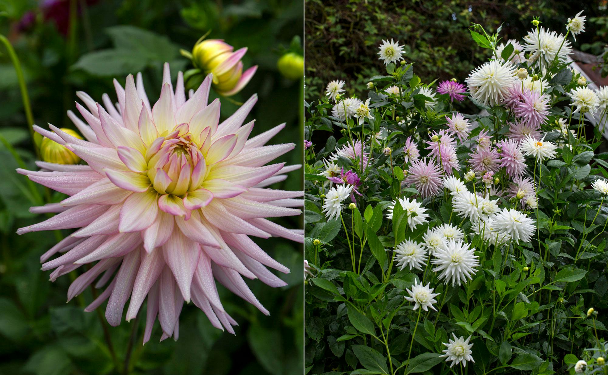 Dahlia kommer i mange smukke former og farver