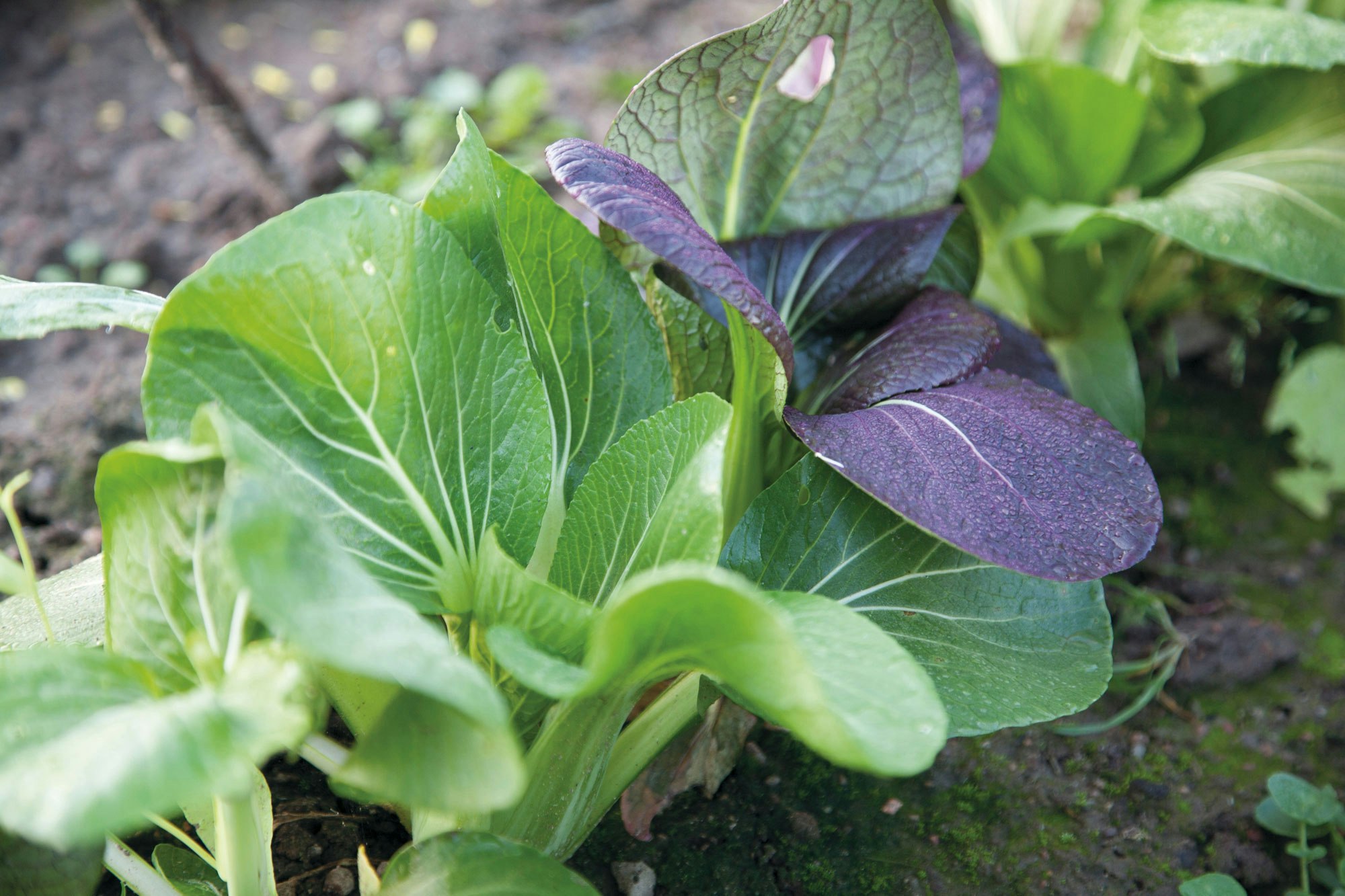 asiatiske- eller vintersalater. Her pak choi, mizuna, rød sennep, mibuna, tatsoi og vinterkarse.