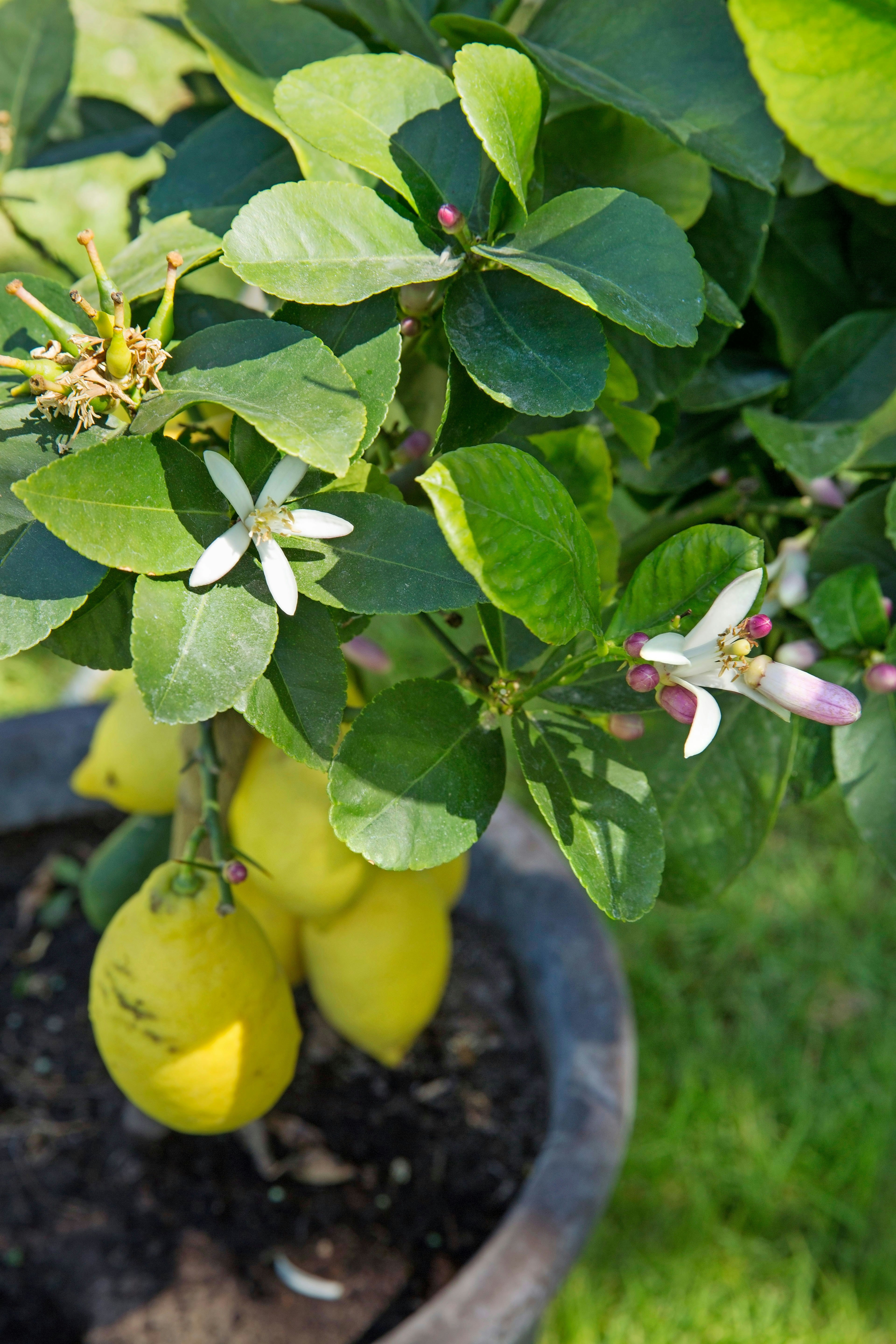Komplet guide til dyrkning af citrustræer