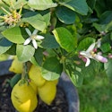 Komplet guide til dyrkning af citrustræer