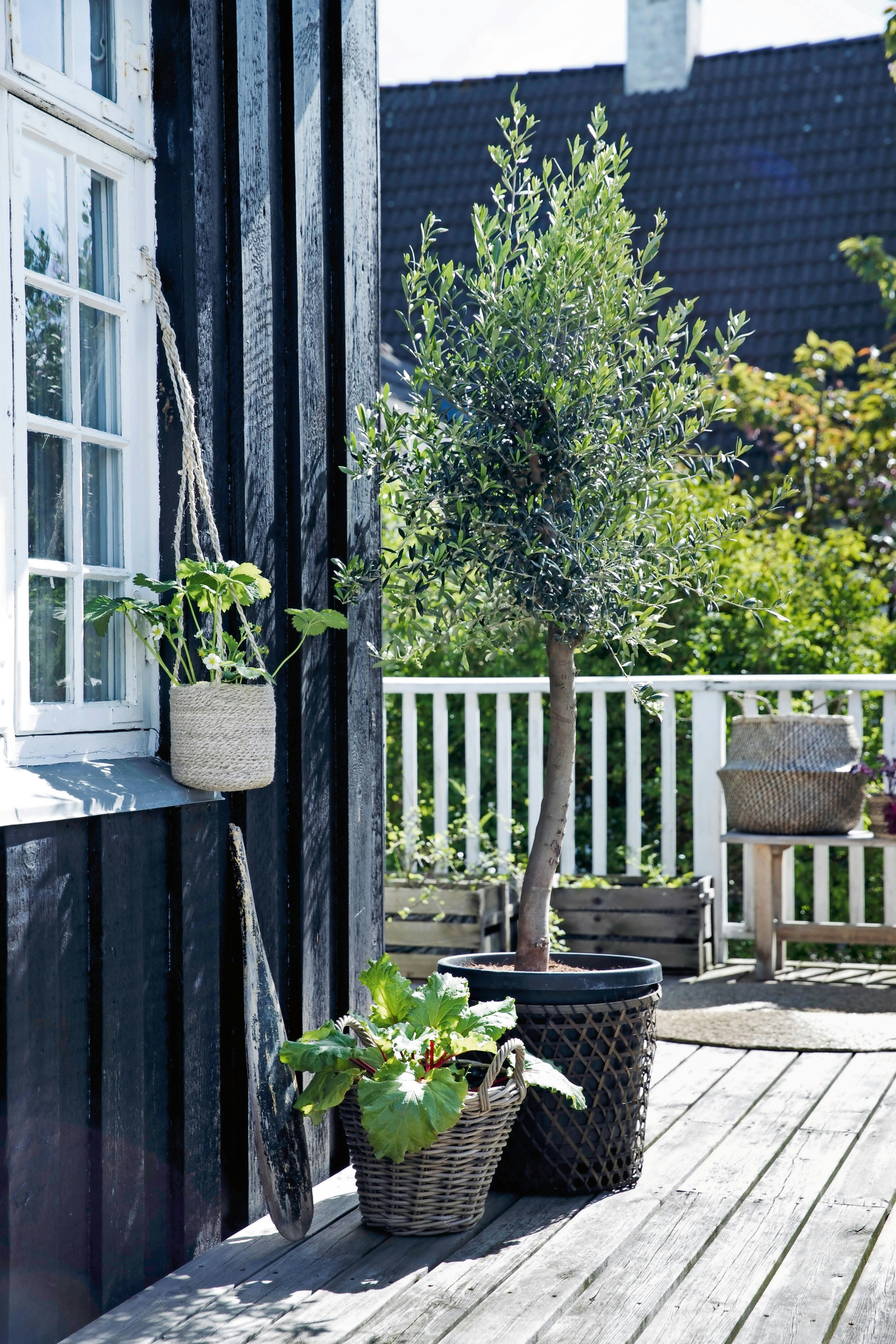 Oliventræ på terrassen