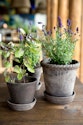 To potteplanter på et bord