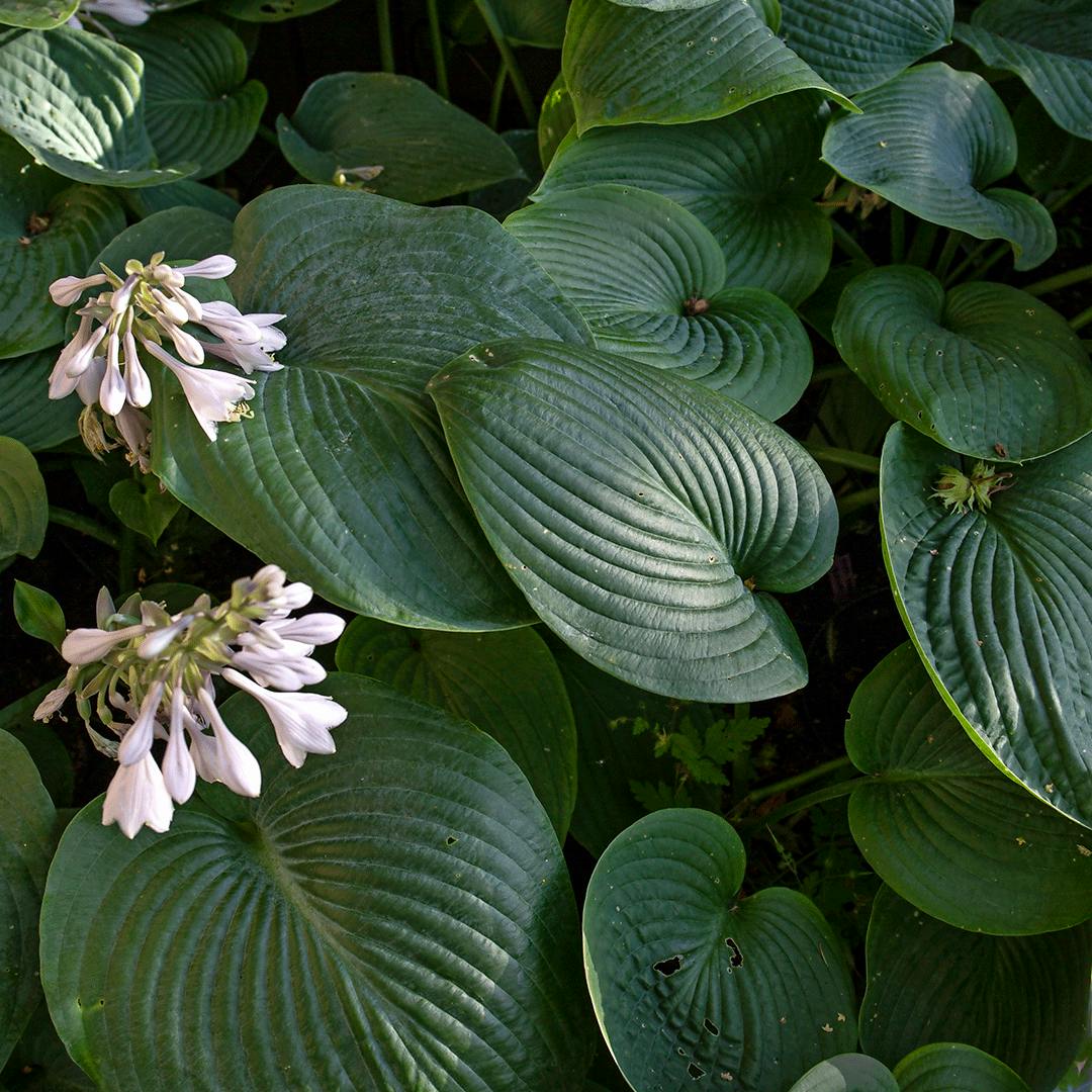 Hosta i bede og krukker