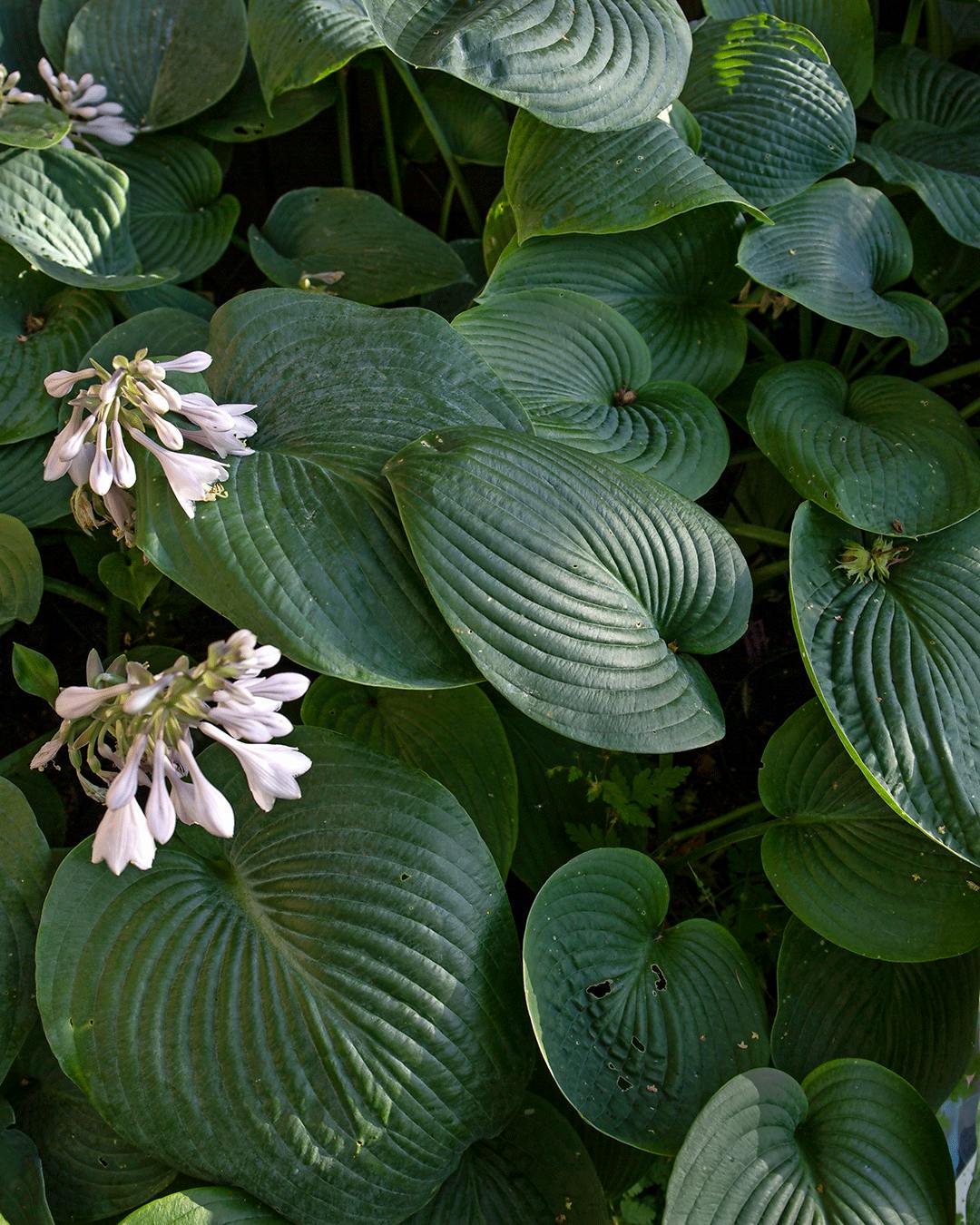 hosta