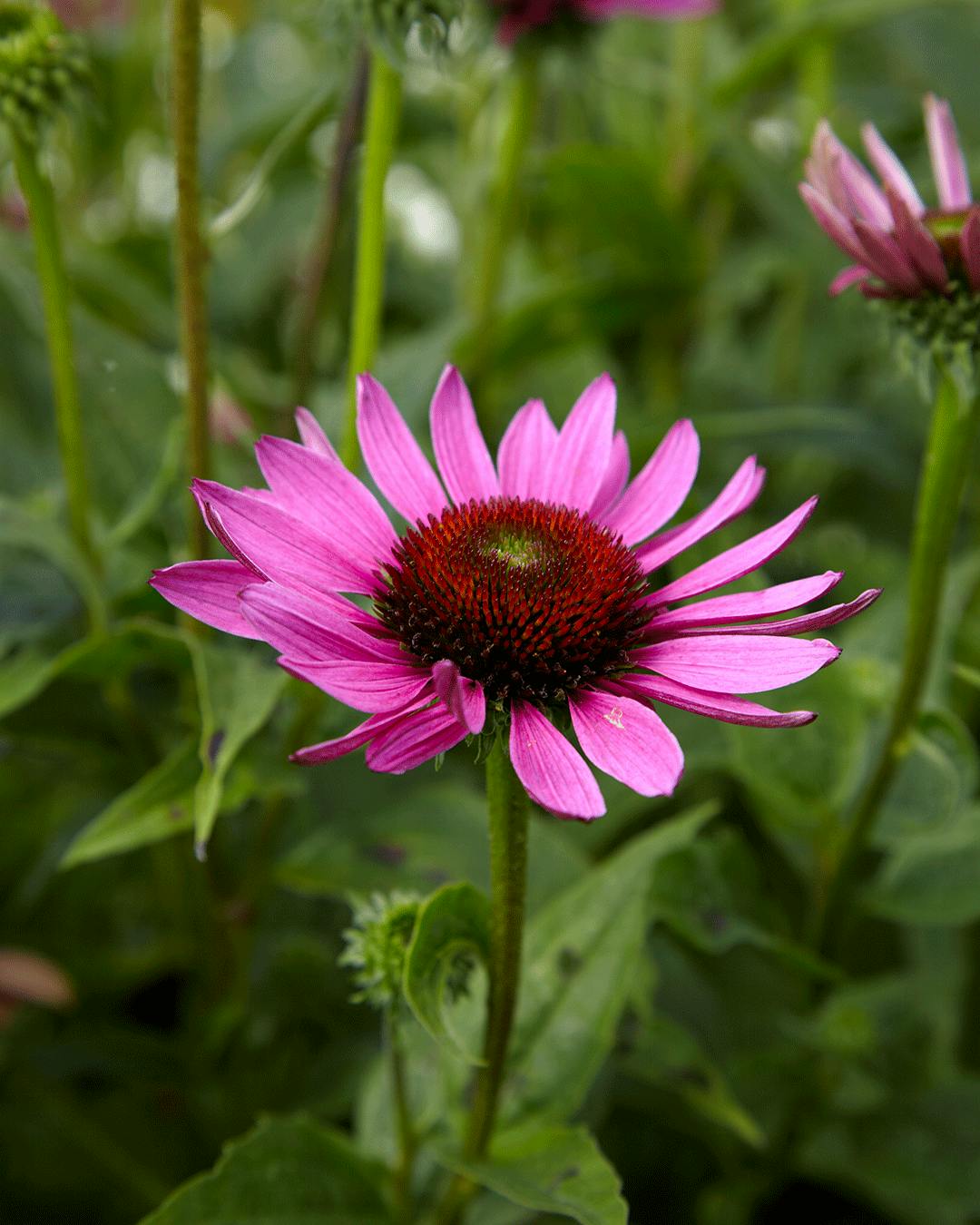 Purpursolhat - alt du skal vide om planten