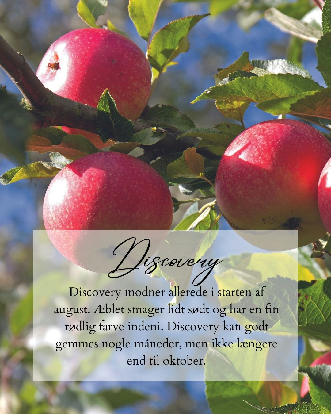 Æbletræer - tips til dyrkning og beskæring |