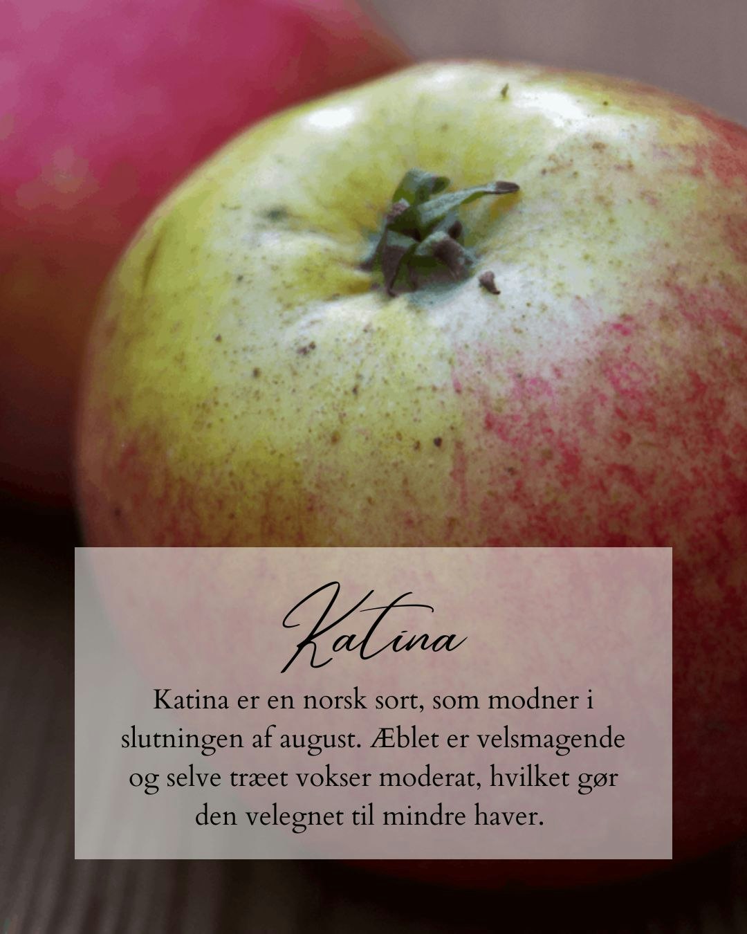 Katina