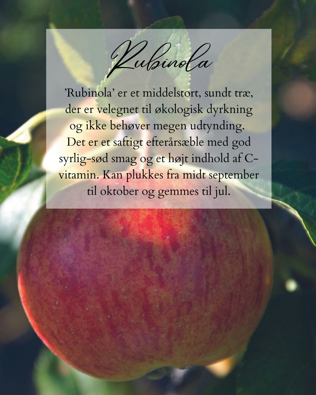 Rubinola