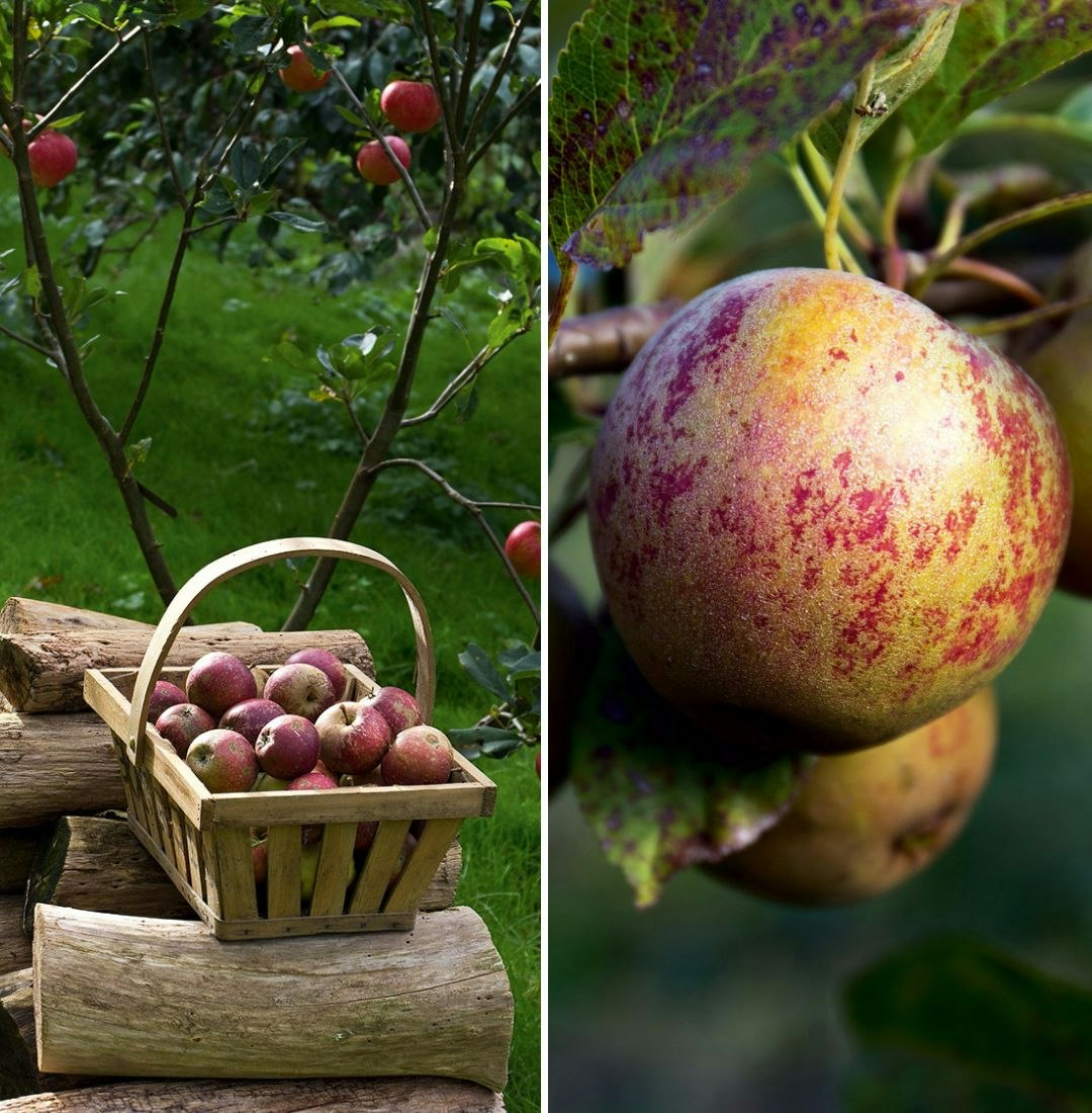 Æbletræer - tips til dyrkning og beskæring |