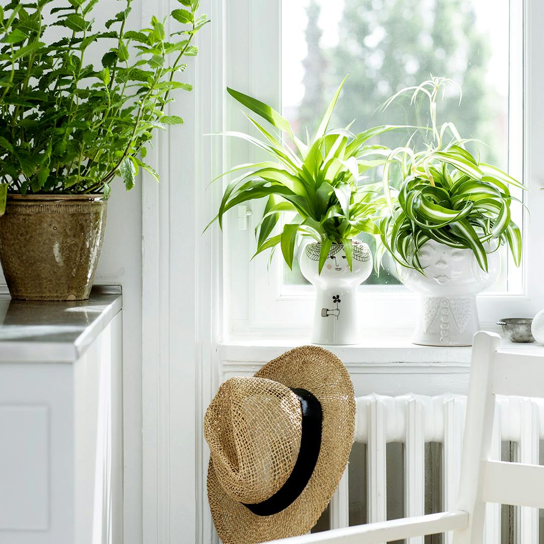 https://imgix.isabellas.dk/2022-10-10/radiatorplante.jpg