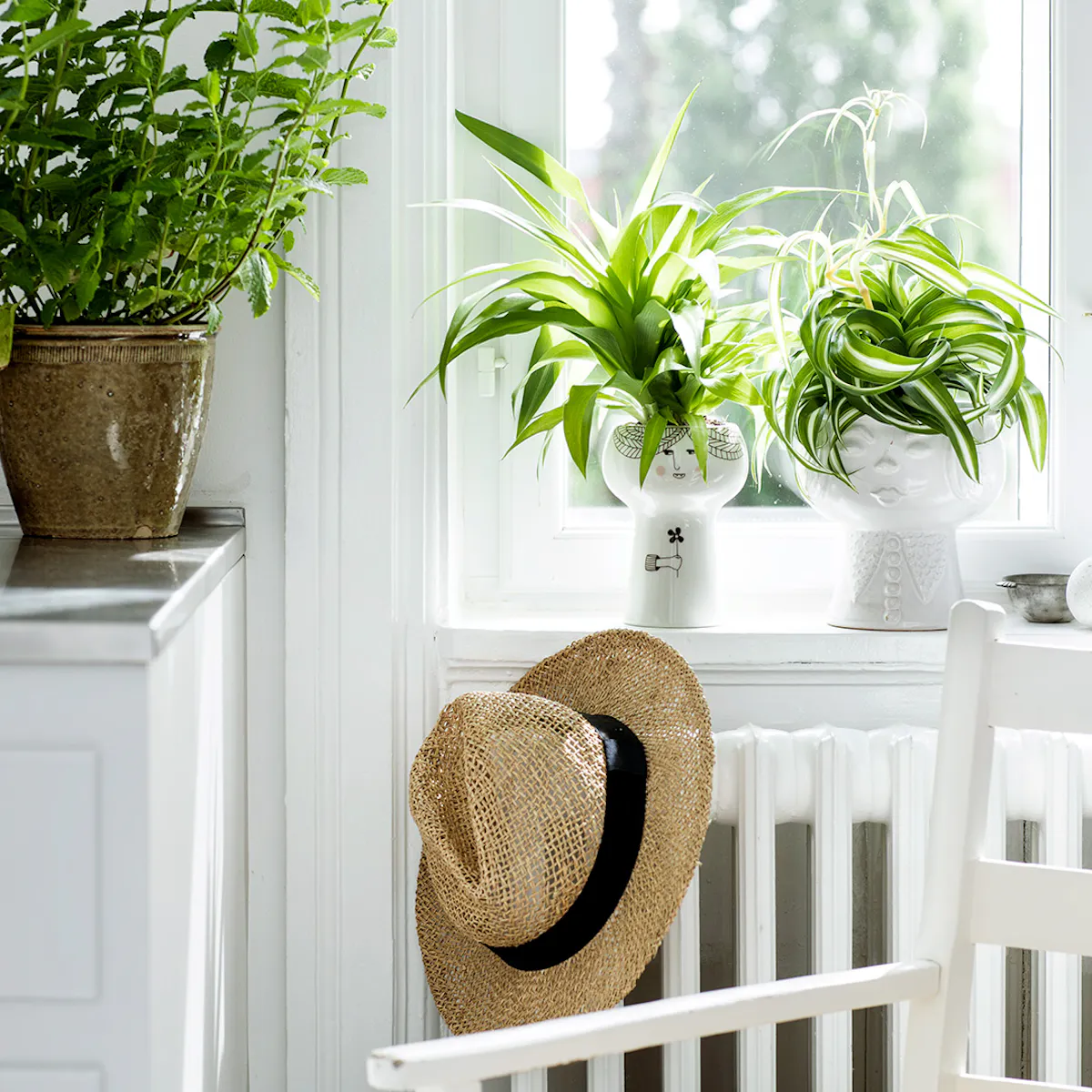 Tanaman Radiator 5 nemme og hårdføre radiatorplanter | ISABELLAS