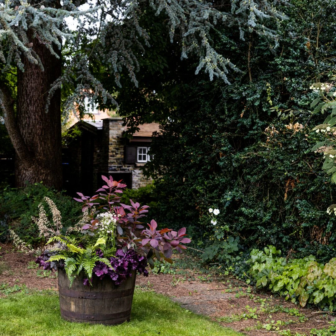 6 planter, der kan overleve efteråret i krukker | ISABELLAS