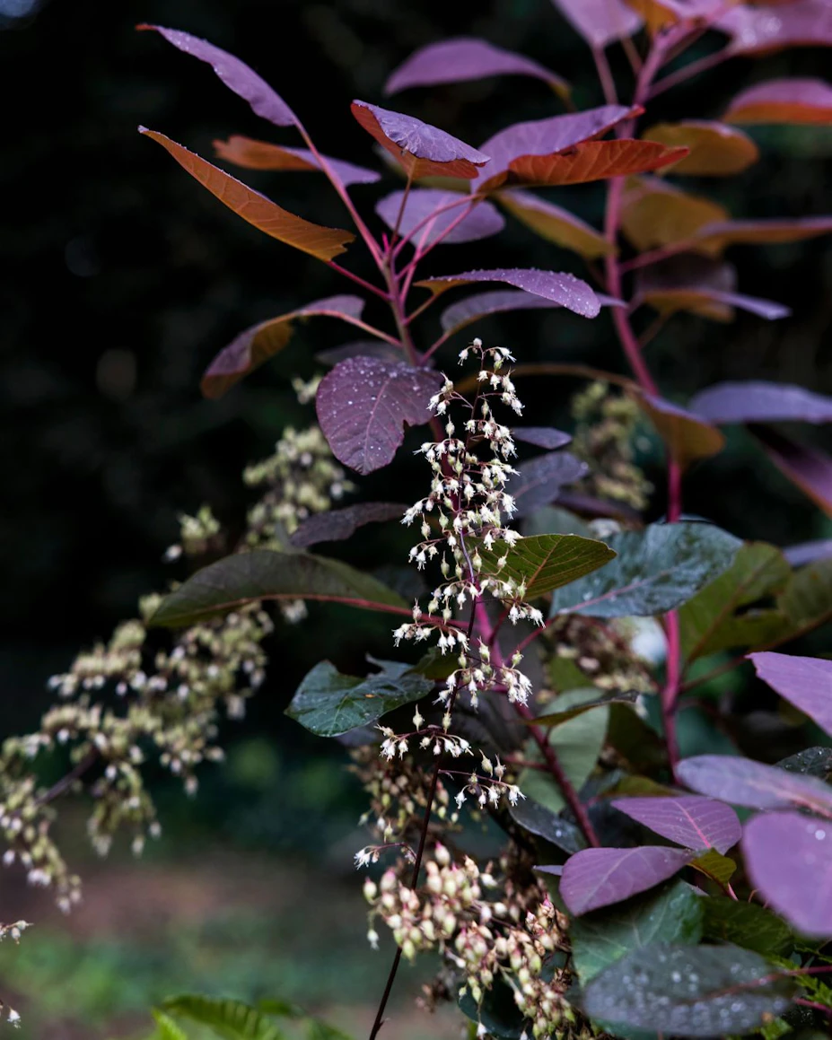 6 planter, der kan overleve efteråret i krukker | ISABELLAS