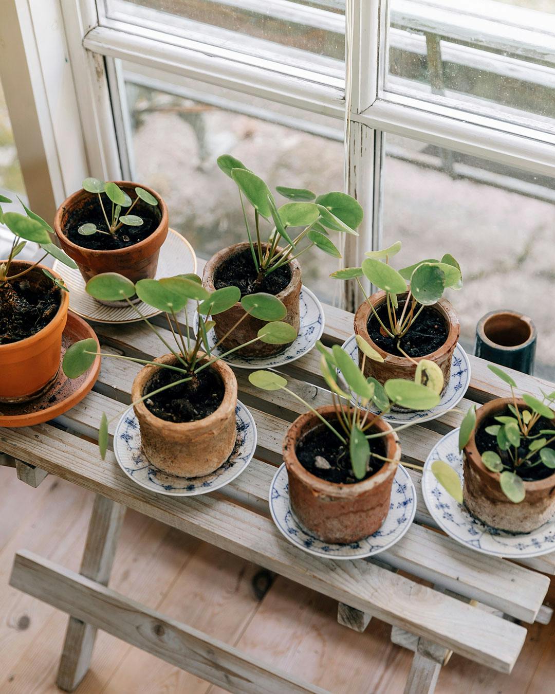 Små pilea-stiklinger i potter