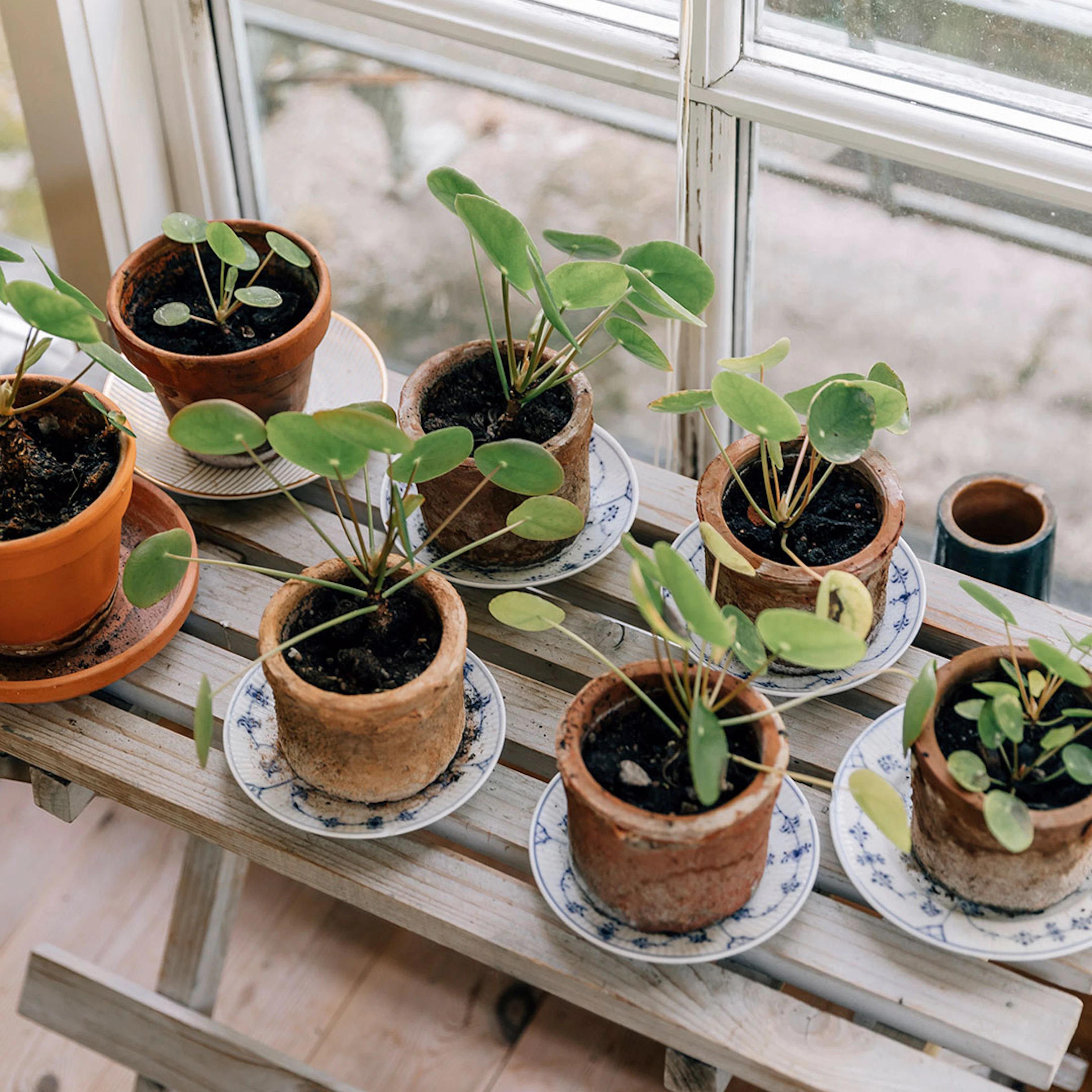 Guide: Pasning og pleje af Pilea / Kinesisk pengetræ | ISABELLAS