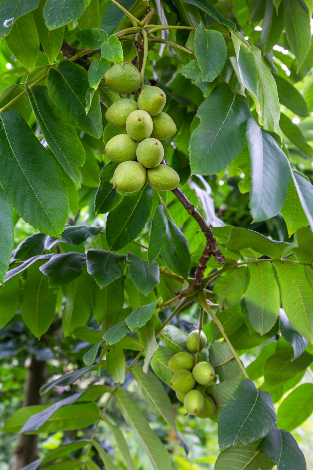 Dyrk dine egne nødder