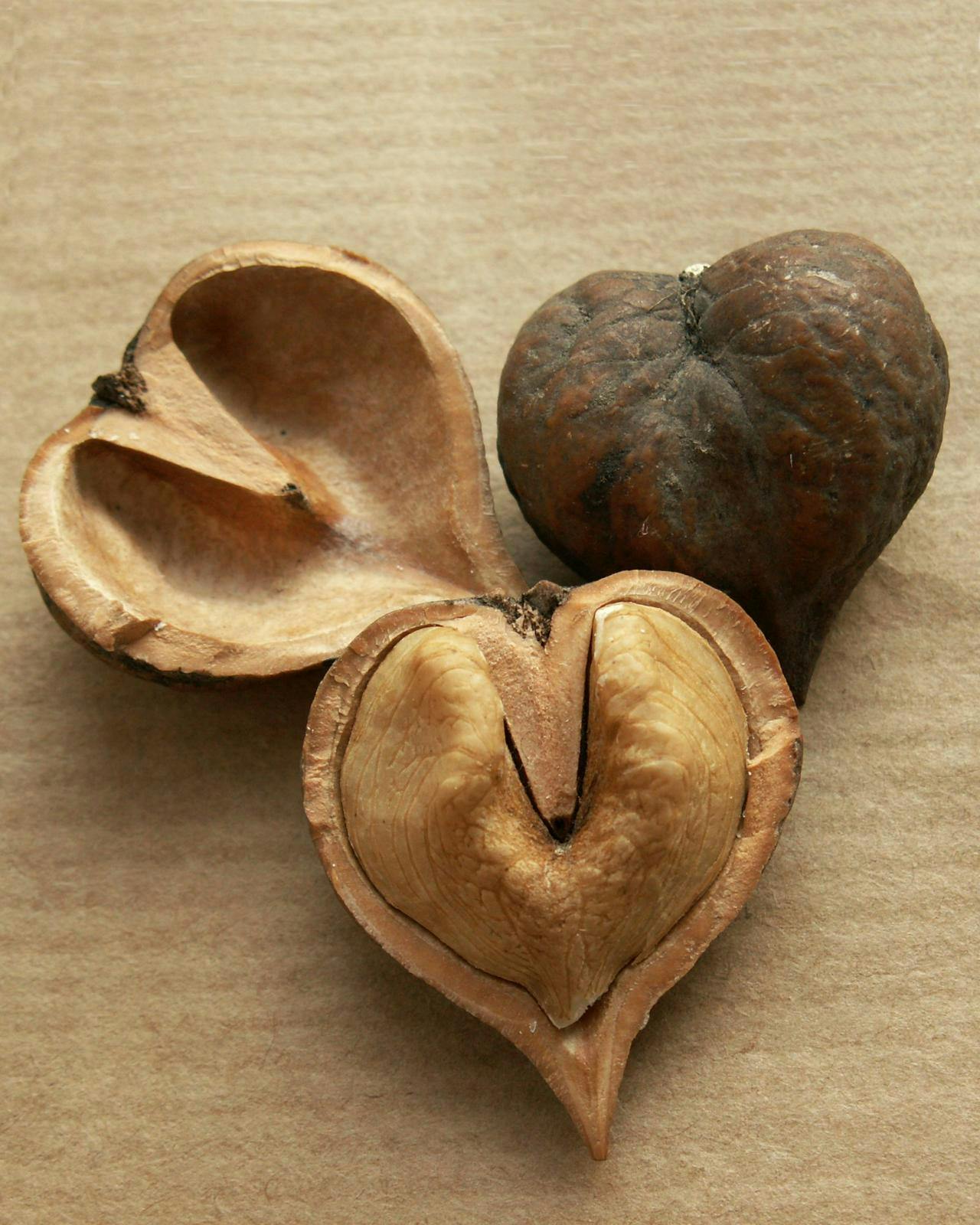 Dyrk hjertenødder i haven.