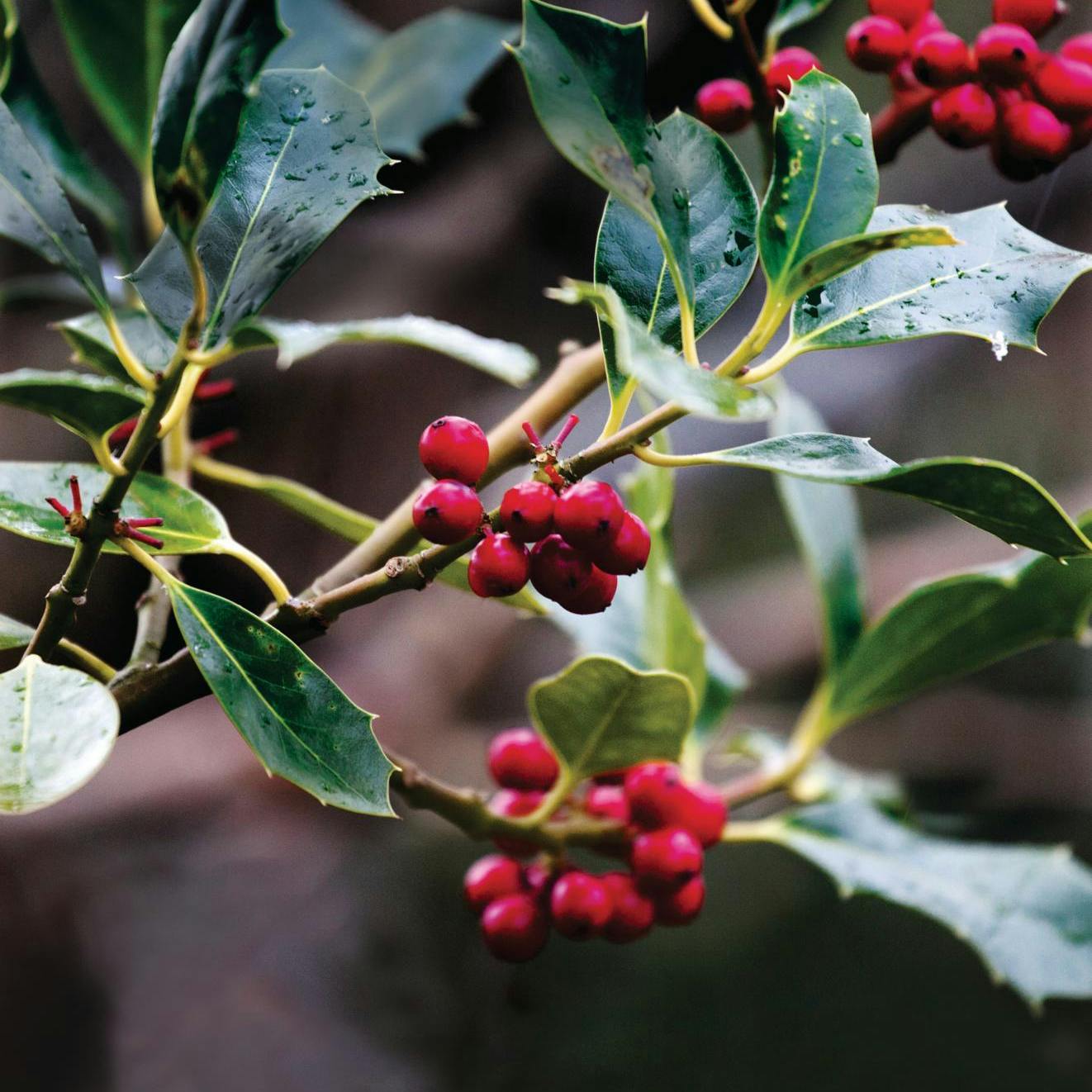 Rød og grøn kristtorn