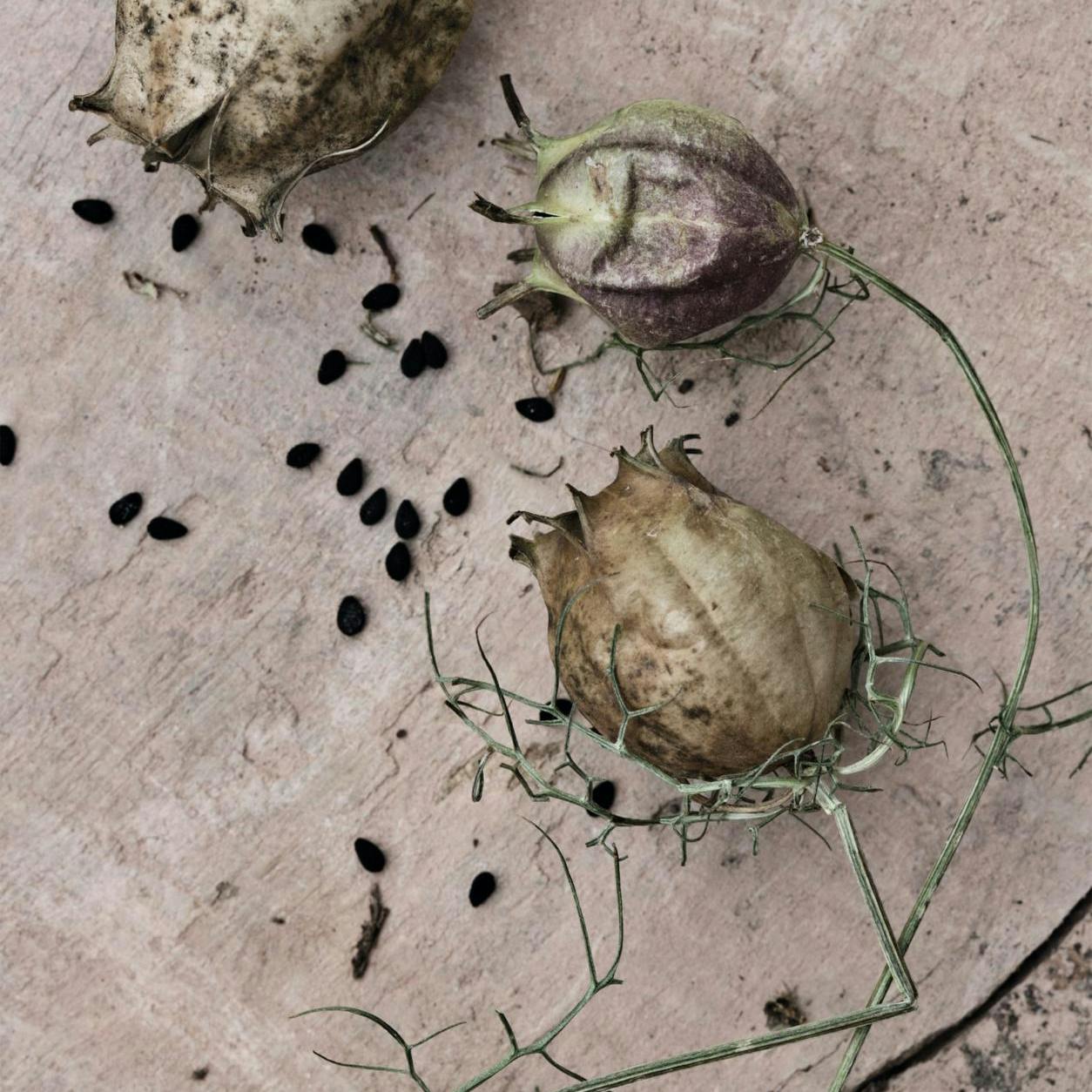 Tag frø af sommerens blomster