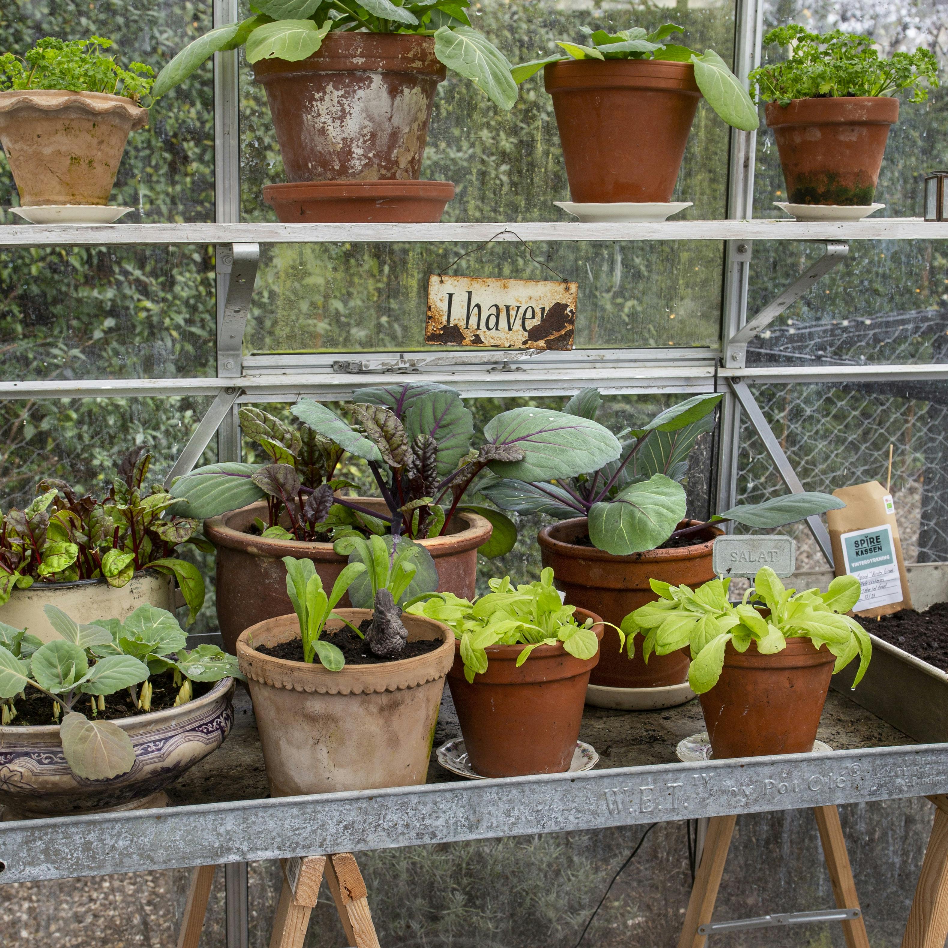 Potter klar til vinterdykning i drivhus