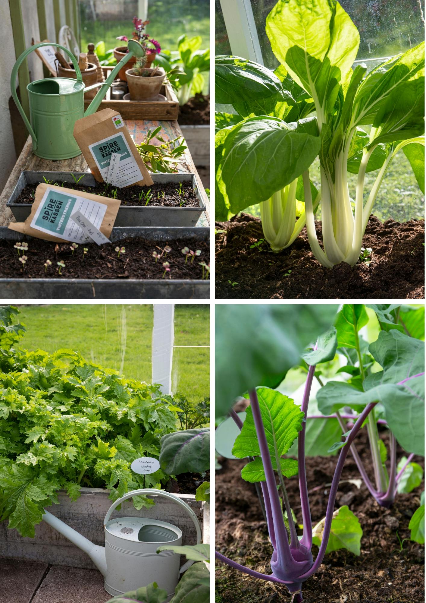 Pak choi, glaskål, knudekål og orientalsk bladsennep i drivhus