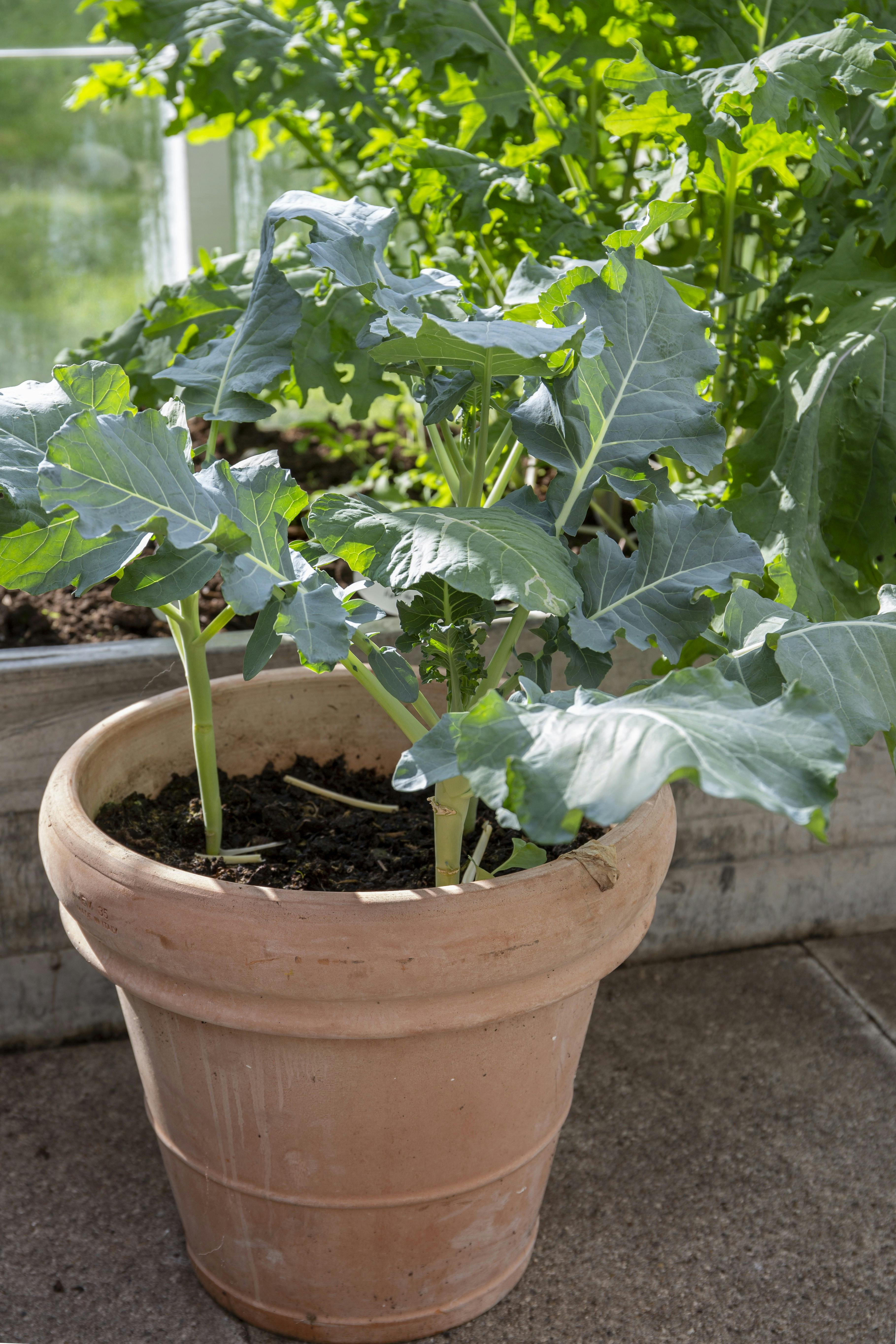 Broccoli vinterdyrkning