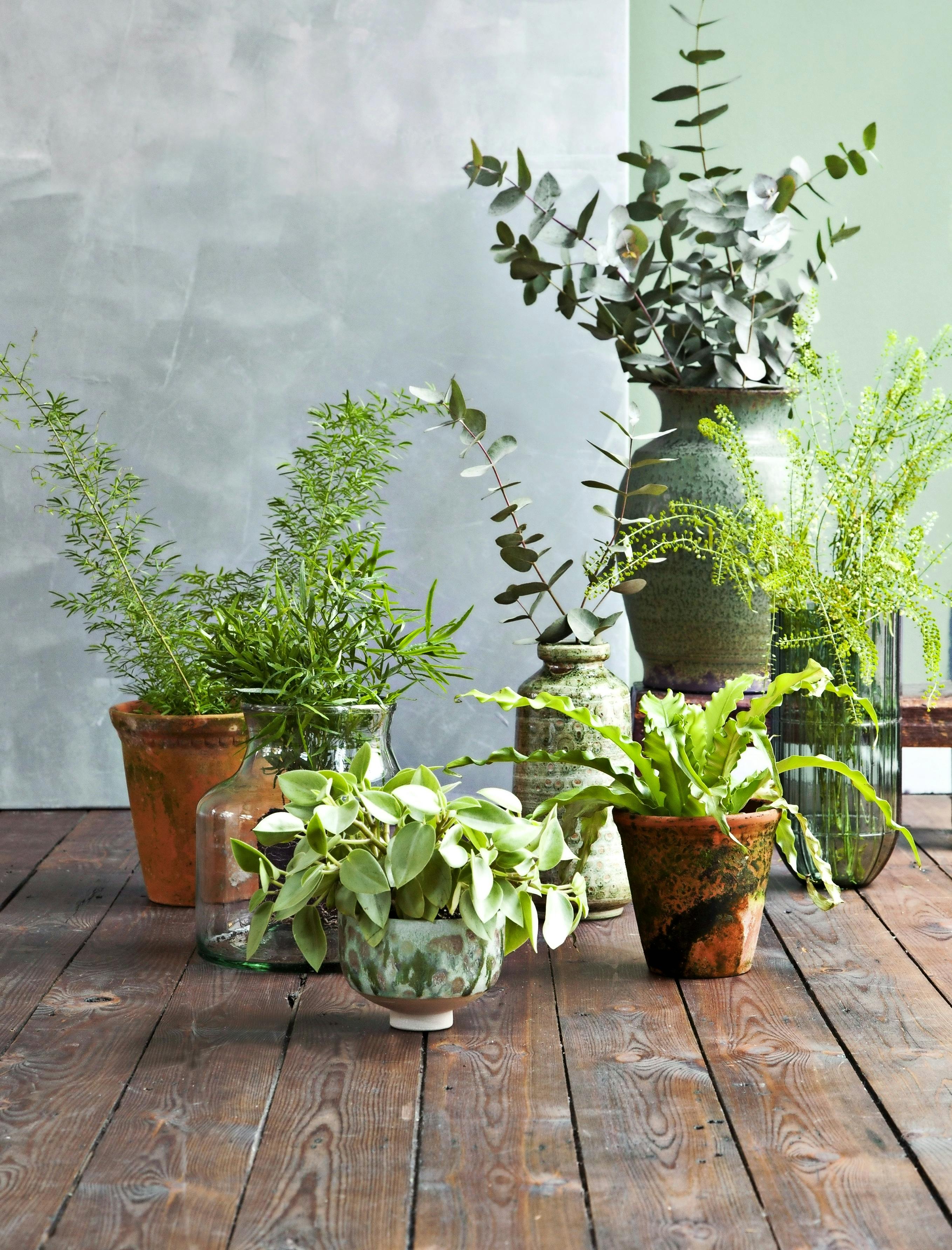 Forskellige grønne stueplanter