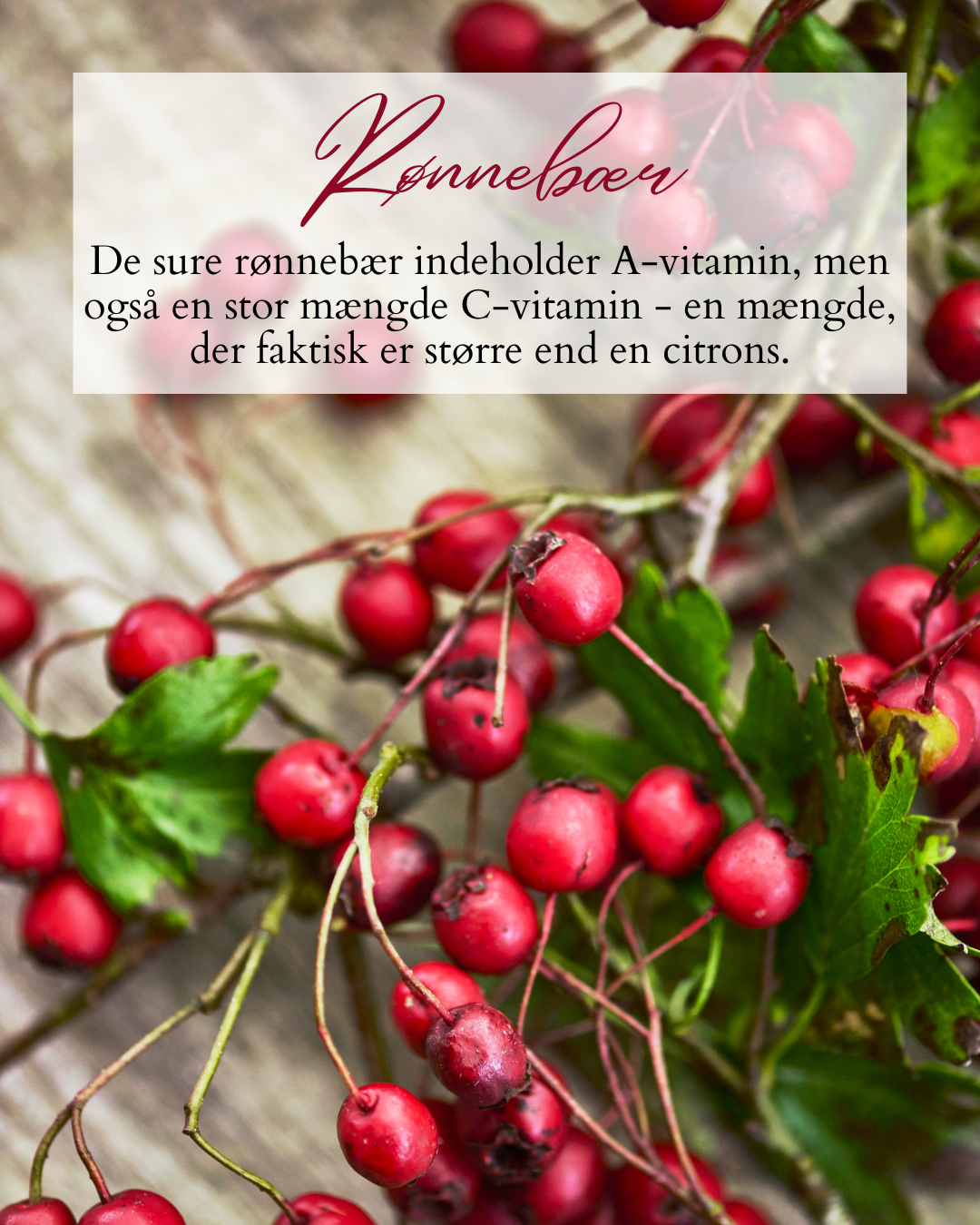 Rønnebær på gren, fakta om vitaminindhold