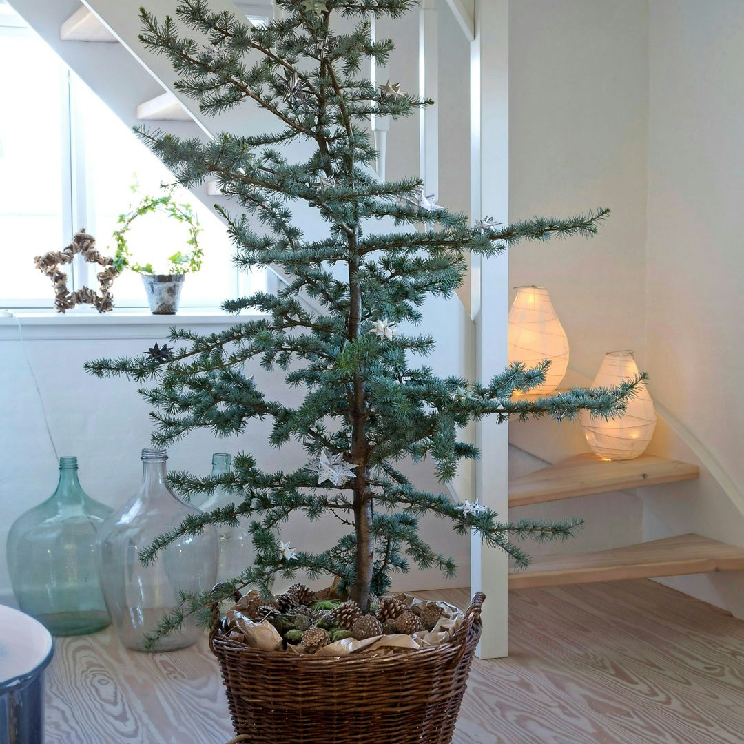 Nåletræ dyrket i krukke og brugt som juletræ indenfor
