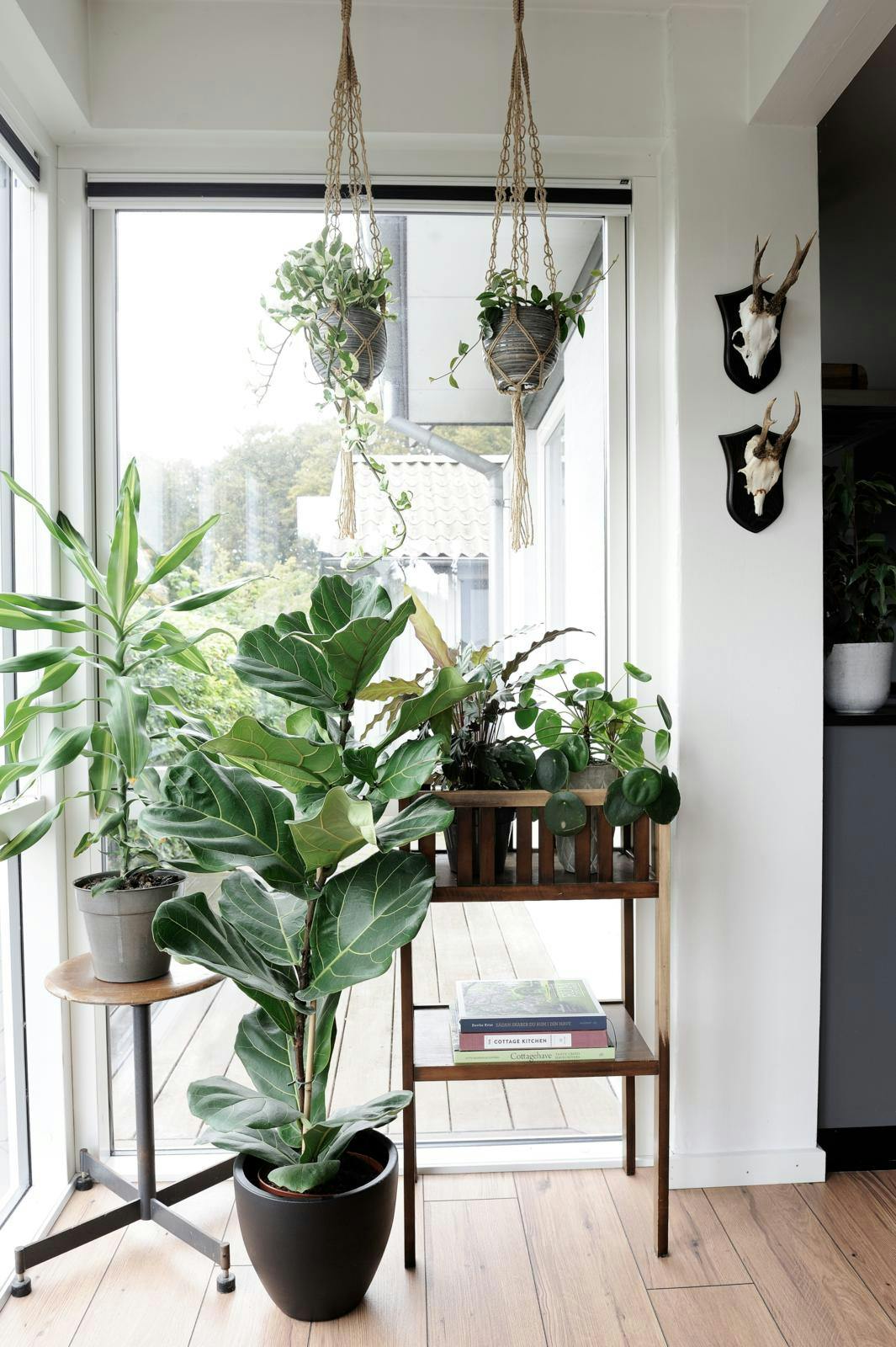 Stor violinfigen i krukke på gulvet