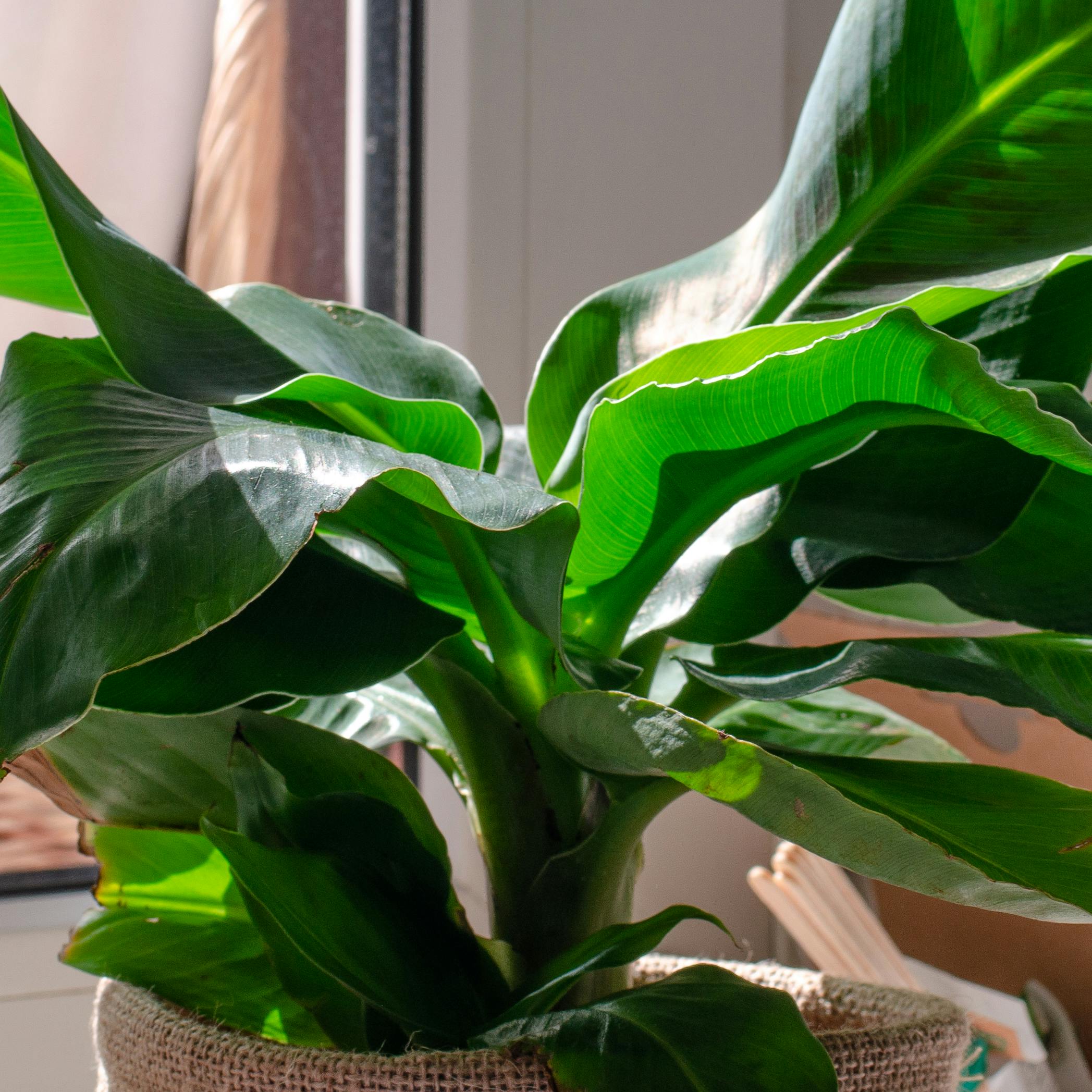 bananpalme