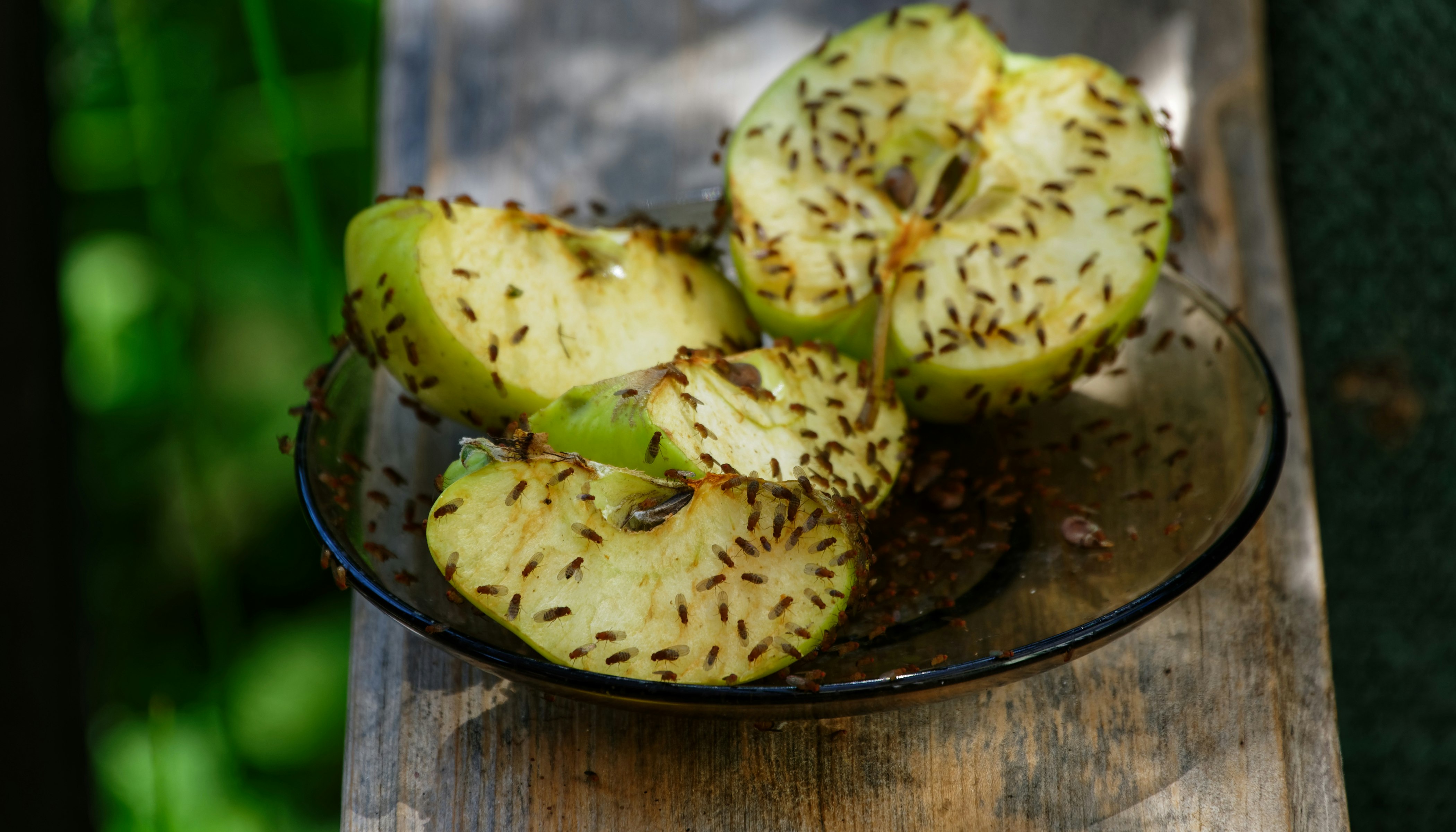 Bananfluer tiltrækkes af frugt og gæret mad