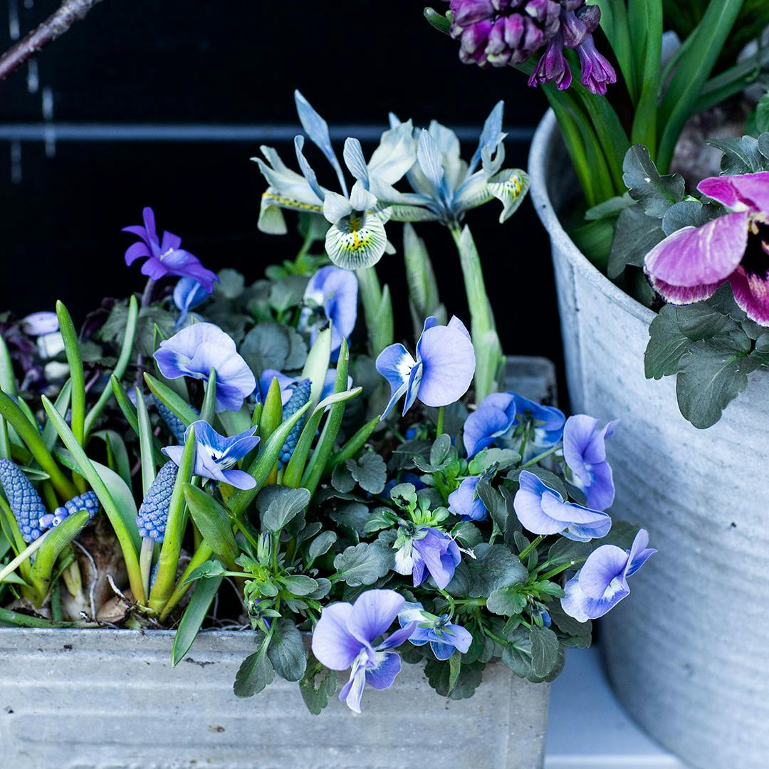 Blomster i krukker