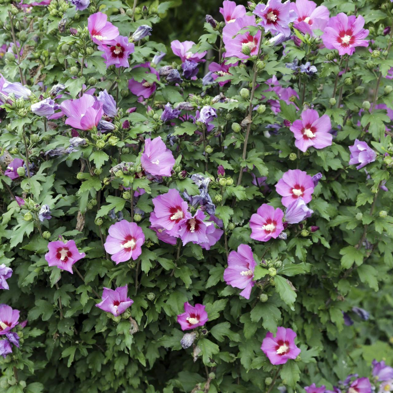 Blomstrende syrisk rose i have