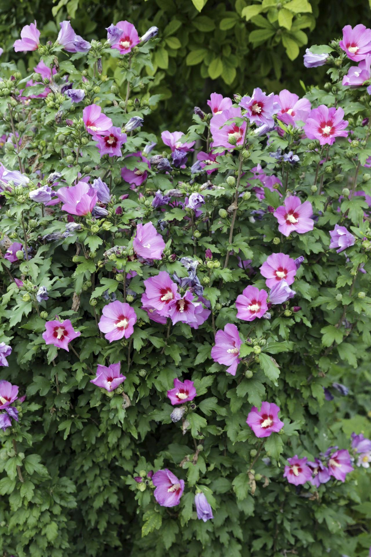 Blomstrende syrisk rose i have