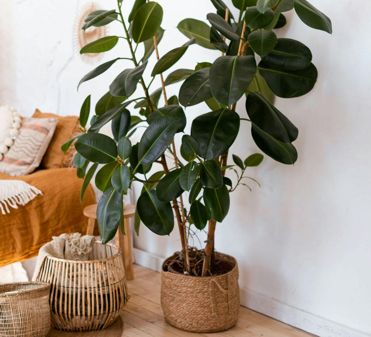 Pasning og pleje af gummitræ/gummifigen