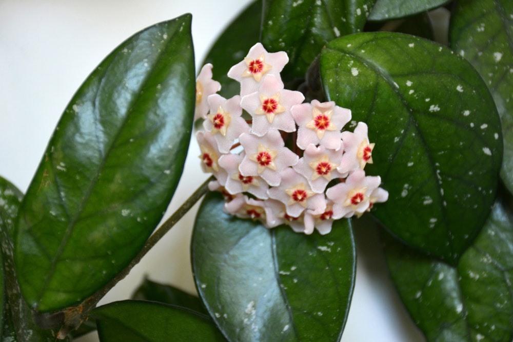 Voksblomst/Hoya i blomst