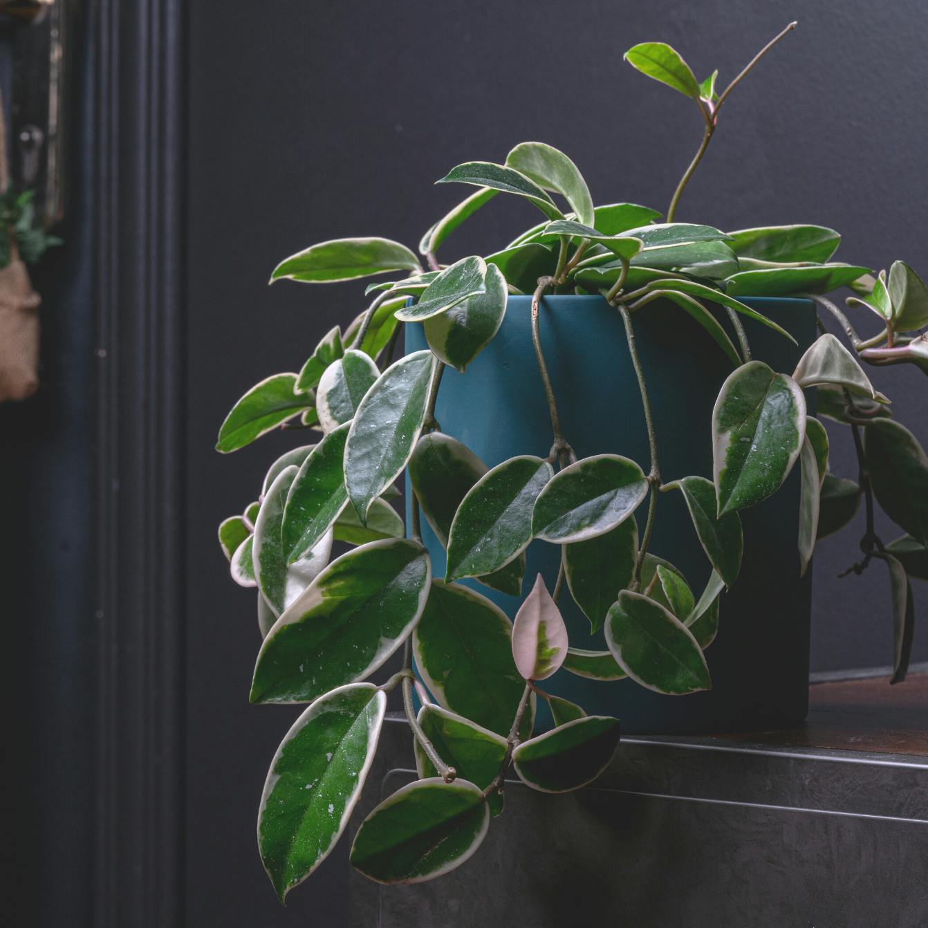 Broget voksblomst/hoya som hængeplante