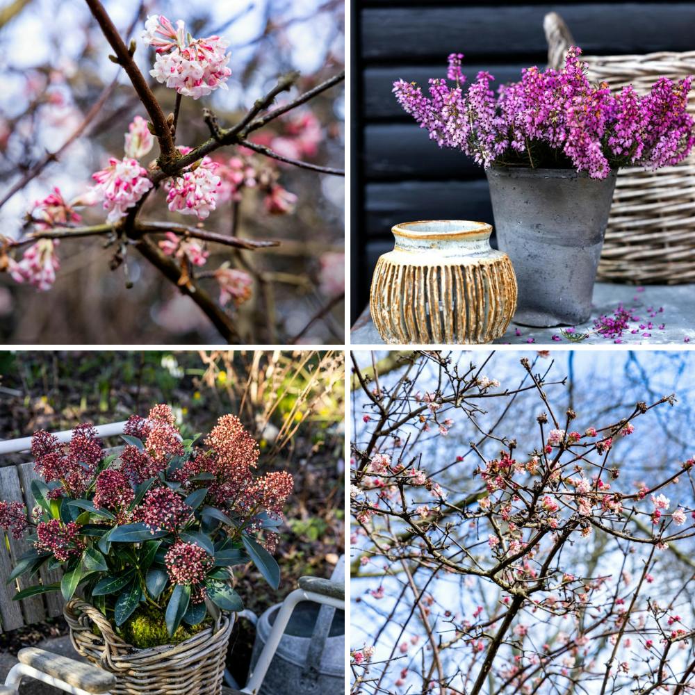 Planter, der sætter lilla og lyserøde blomster om vinteren