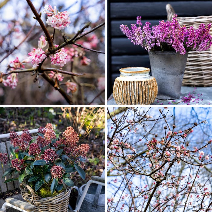 Blomstrende buske til vinter | ISABELLAS