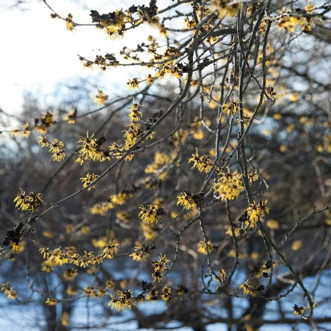 Troldnød med gule vinterblomster